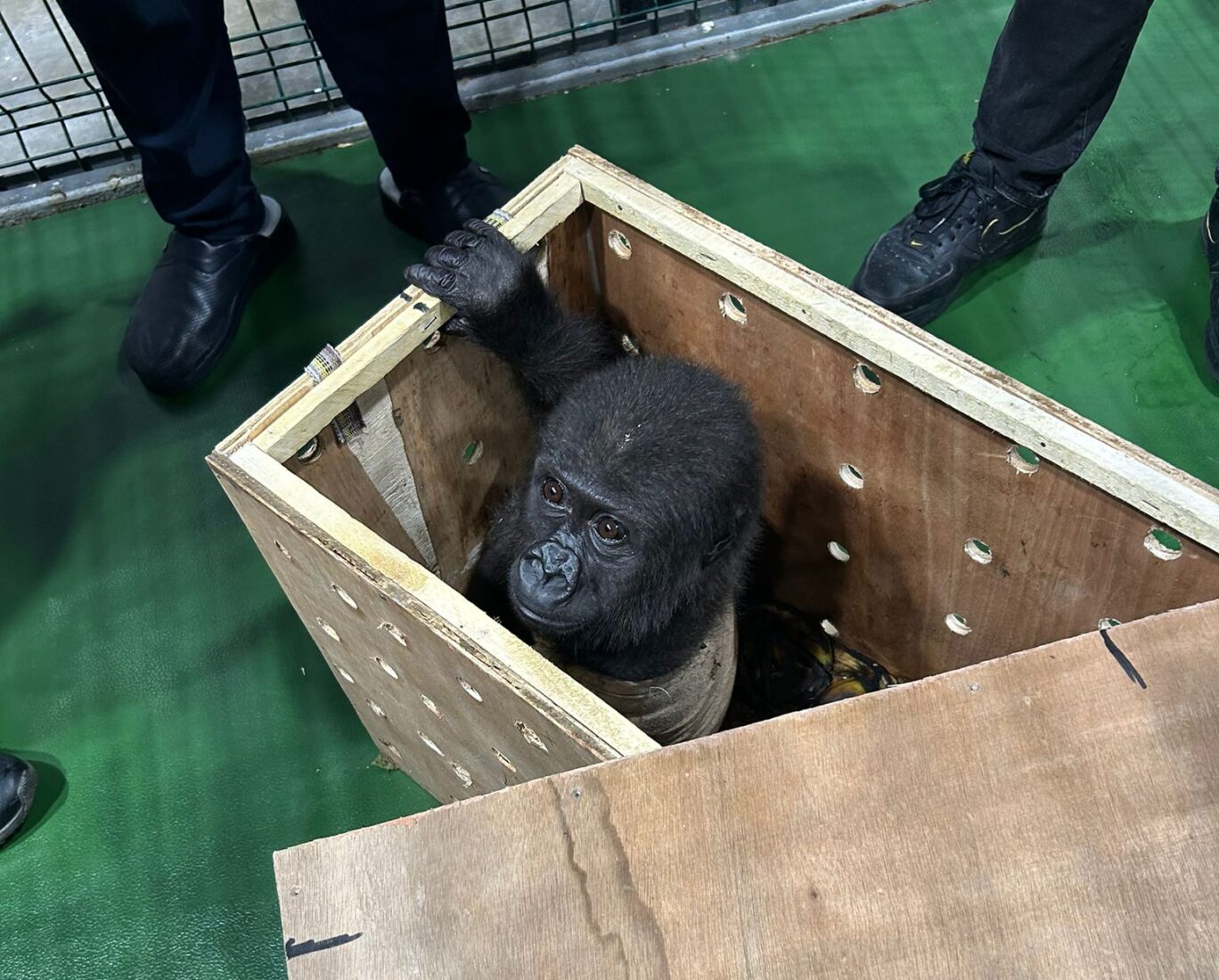 Illegal baby gorilla transport stopped by Istanbul Airport