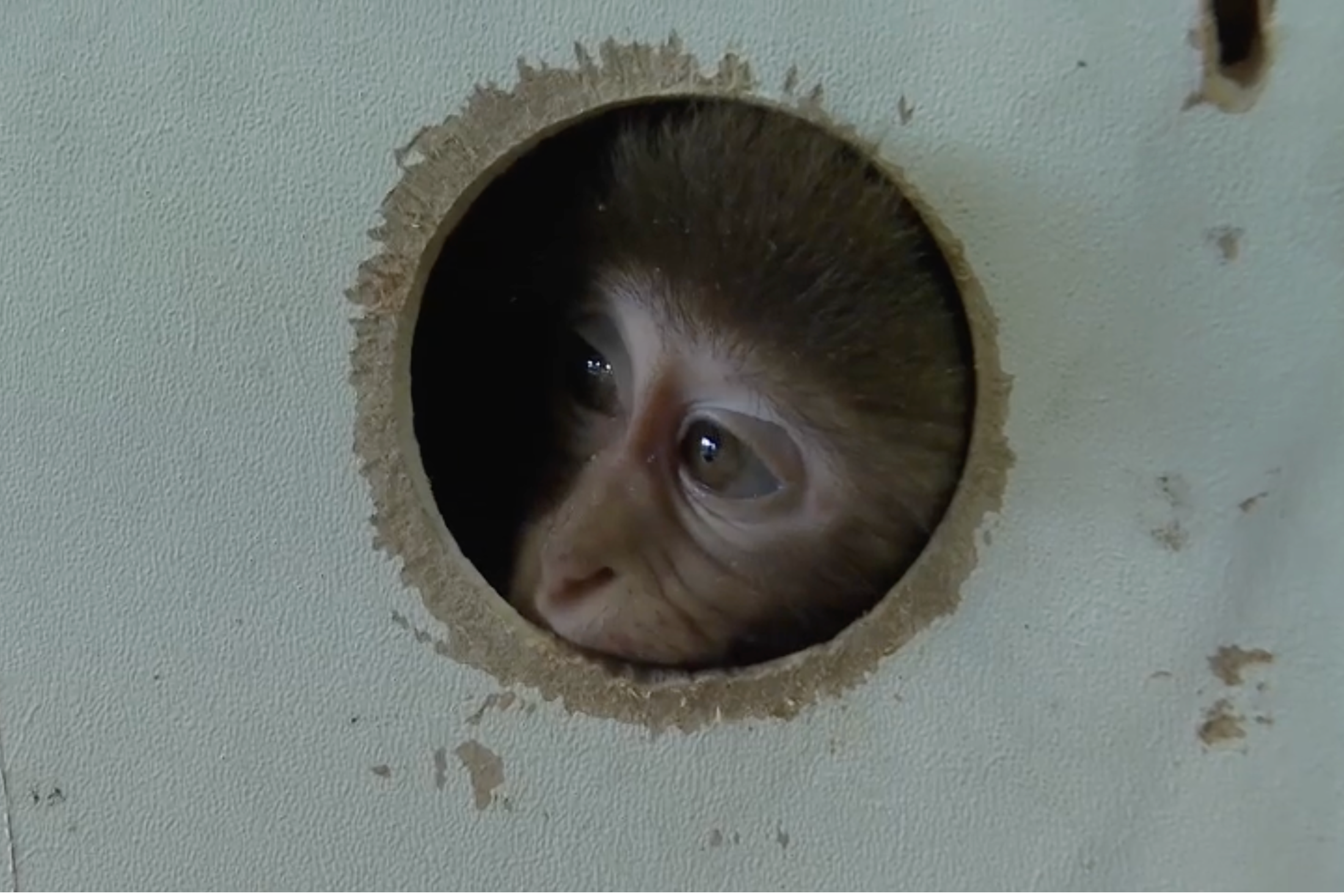 New wildlife smuggling incident in Türkiye: Baby rhesus monkey rescued at bus terminal