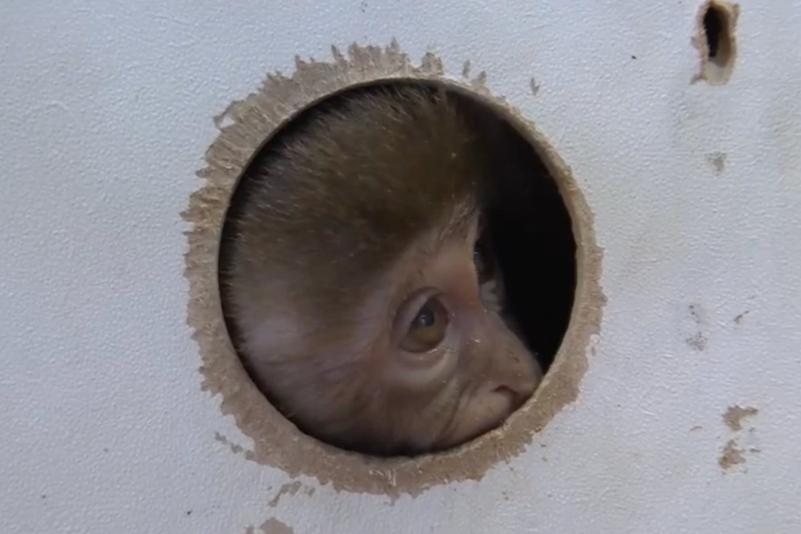 Baby rhesus monkey found in Turkey