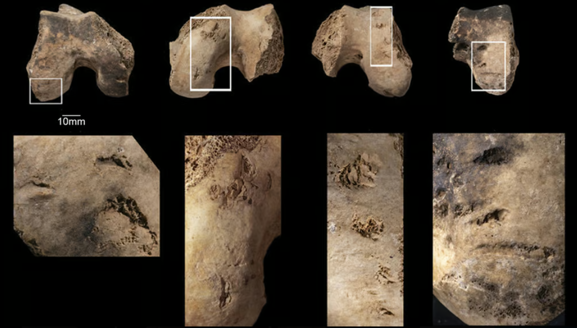 Shocking discovery: 4,000-year-old cannibalism evidence found in Bronze Age massacre in UK