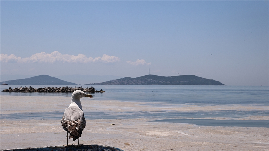 Marmara Sea mucilage istanbul