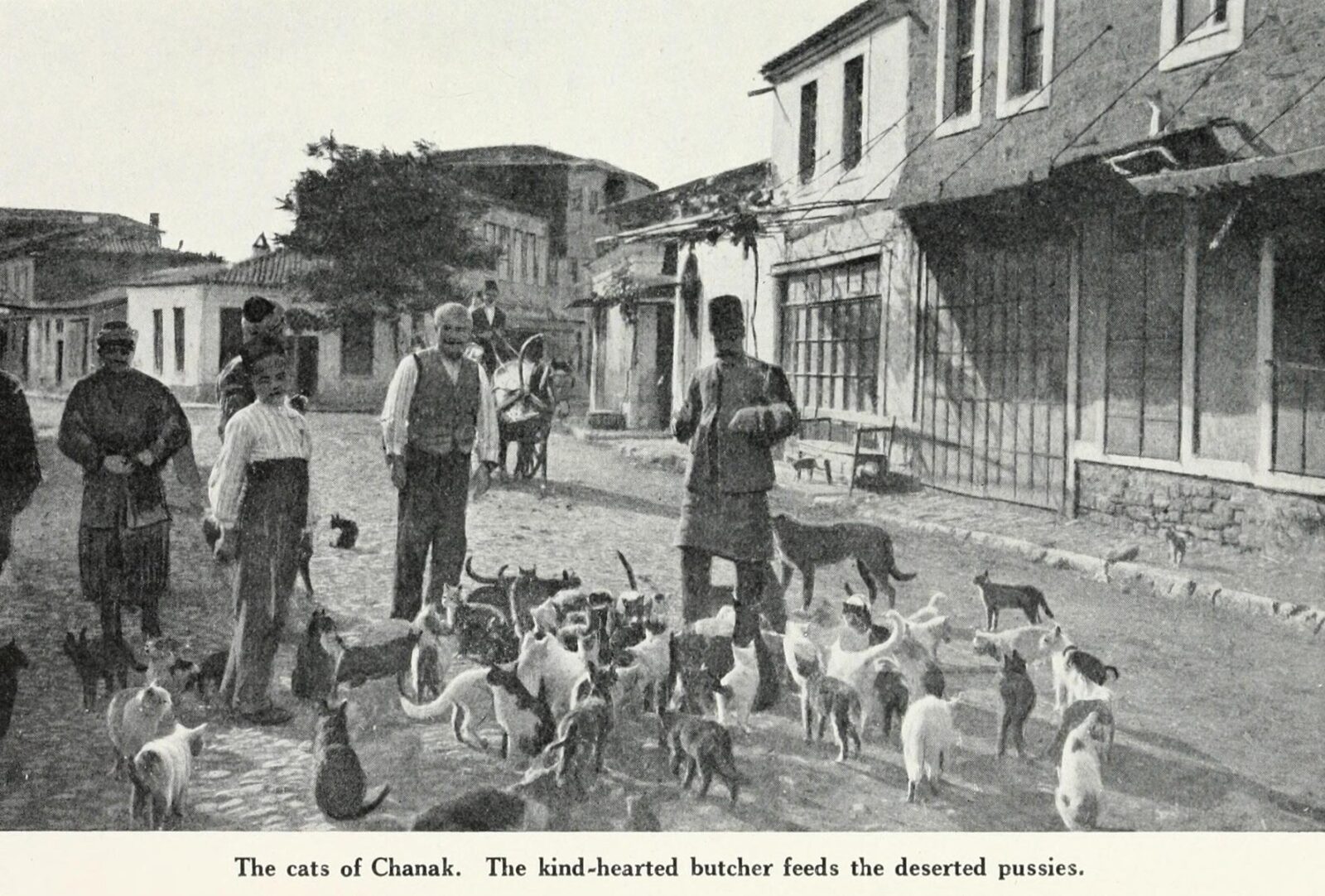 Cats being fed by a butcher in Ottoman Canakkale demonstrates the community-driven animal welfare system