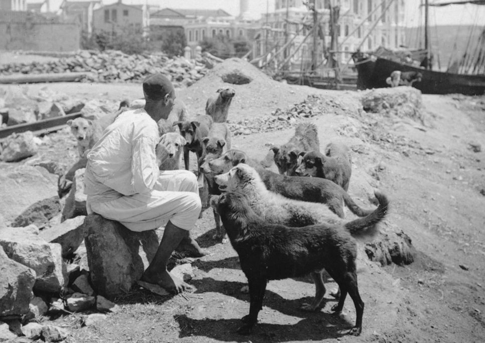 Ottoman animal welfare was enforced through legal regulations and foundations, ensuring care for stray and working animals