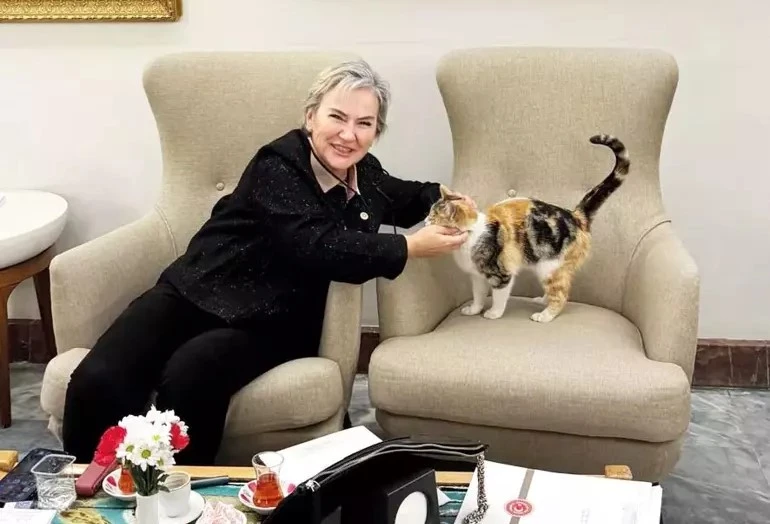 Parliamentary cats: Unofficial members of Türkiye's Grand National Assembly