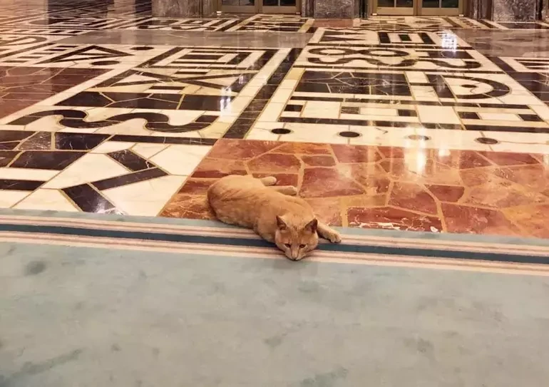 Parliamentary cats: Unofficial members of Türkiye's Grand National Assembly