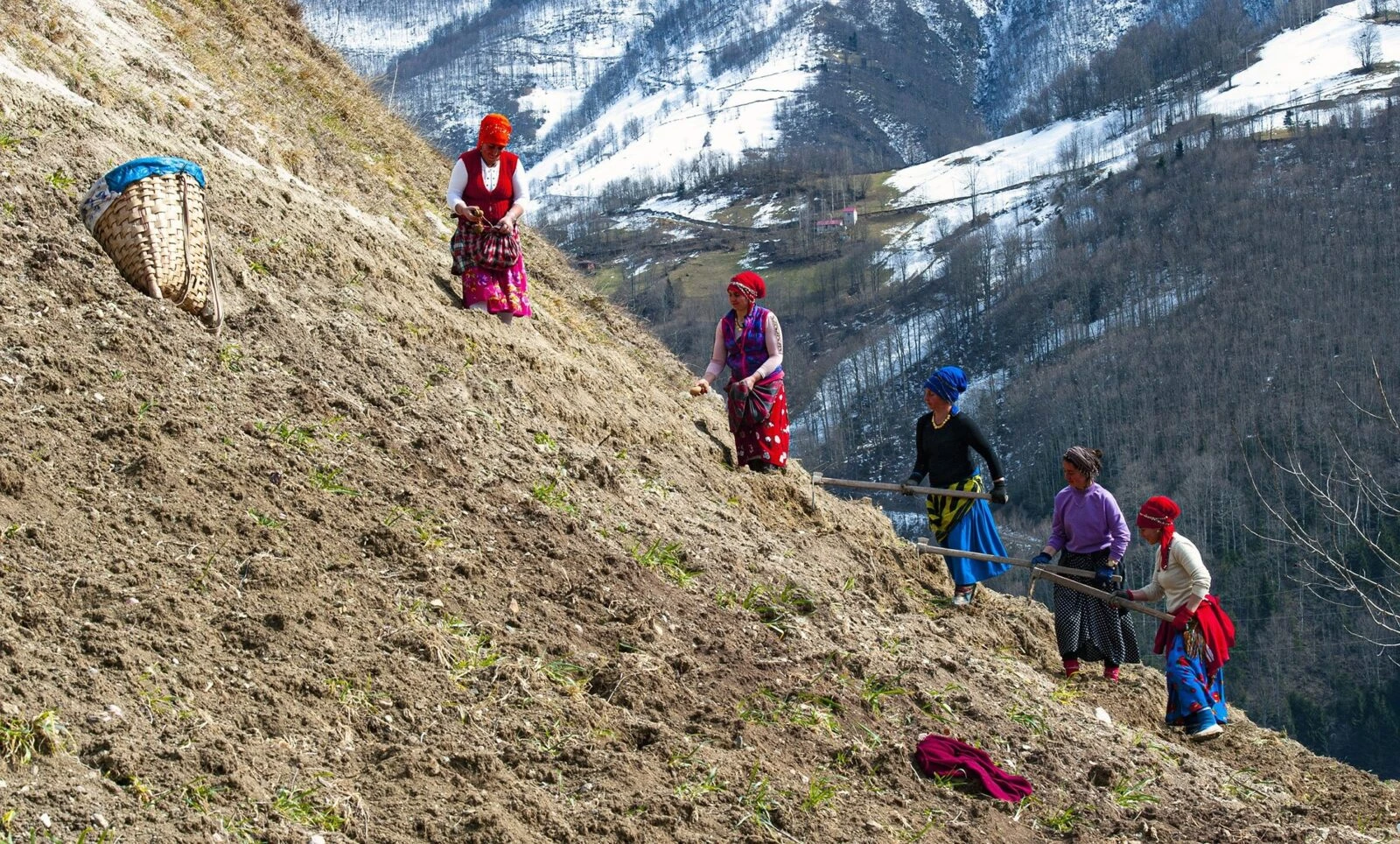 A group of women working in a lush green field in Trabzon, Türkiye, on March 7, 2021.