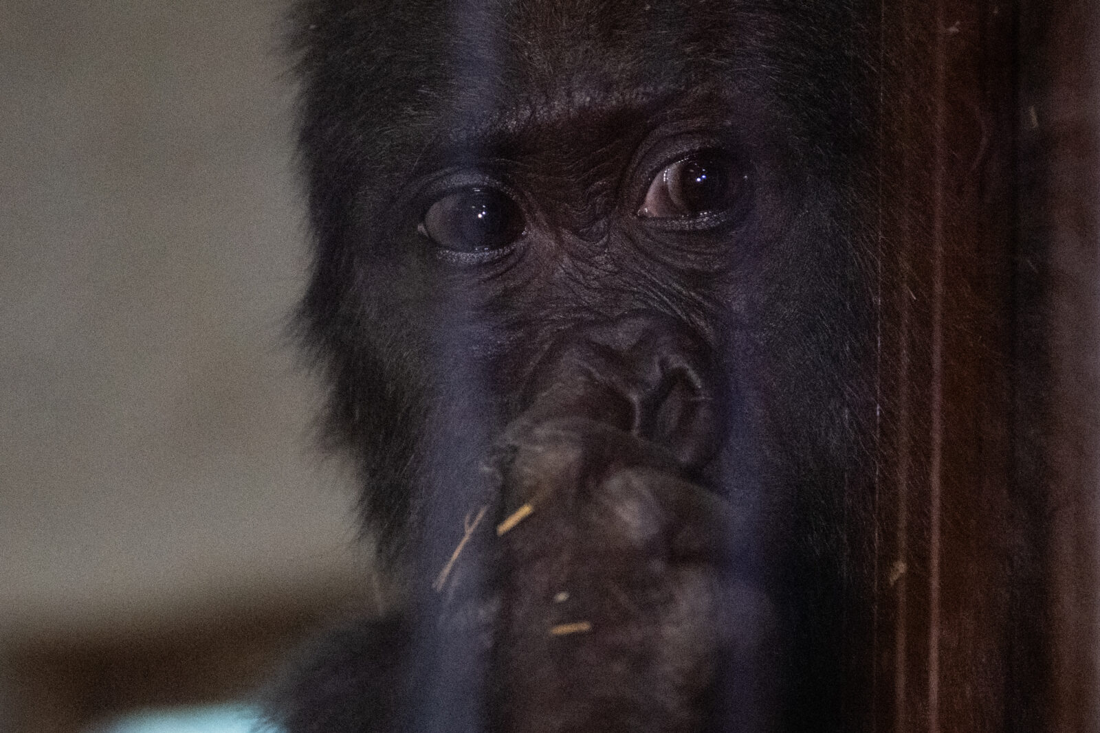 The endangered baby gorilla, found by Turkish Ministry of Trade Customs Enforcement teams at Istanbul Airport, is named "Zeytin" (Olive) ’ with the social media work initiated by the Turkish Ministry of Agriculture and Forestry as its rehabilitation process continues in Istanbul, Türkiye, January 12, 2025. (AA Photo)