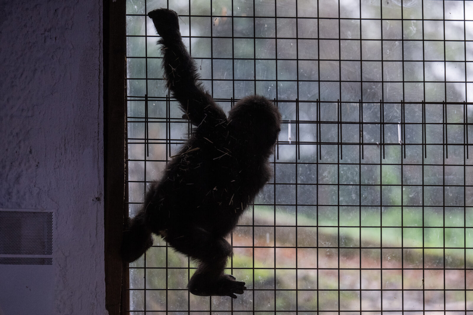 Baby gorilla rescued at Istanbul Airport named 'Zeytin' in heartwarming story