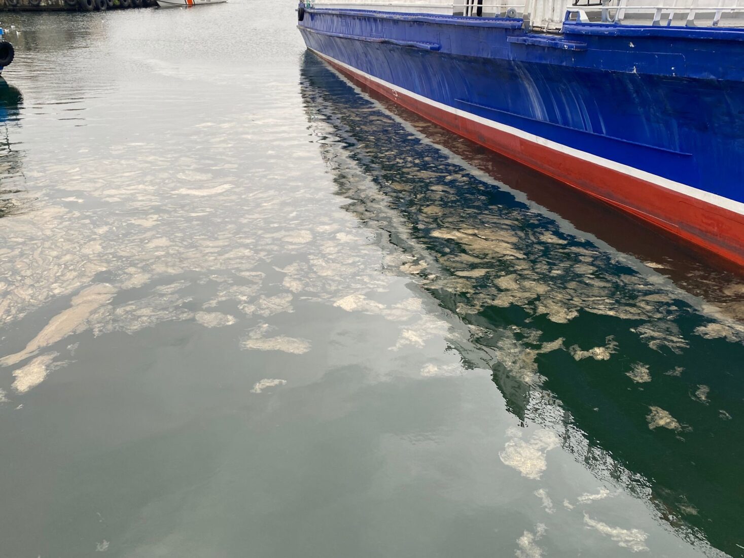 Türkiye’s Marmara Sea struggles to breathe as mucilage expands