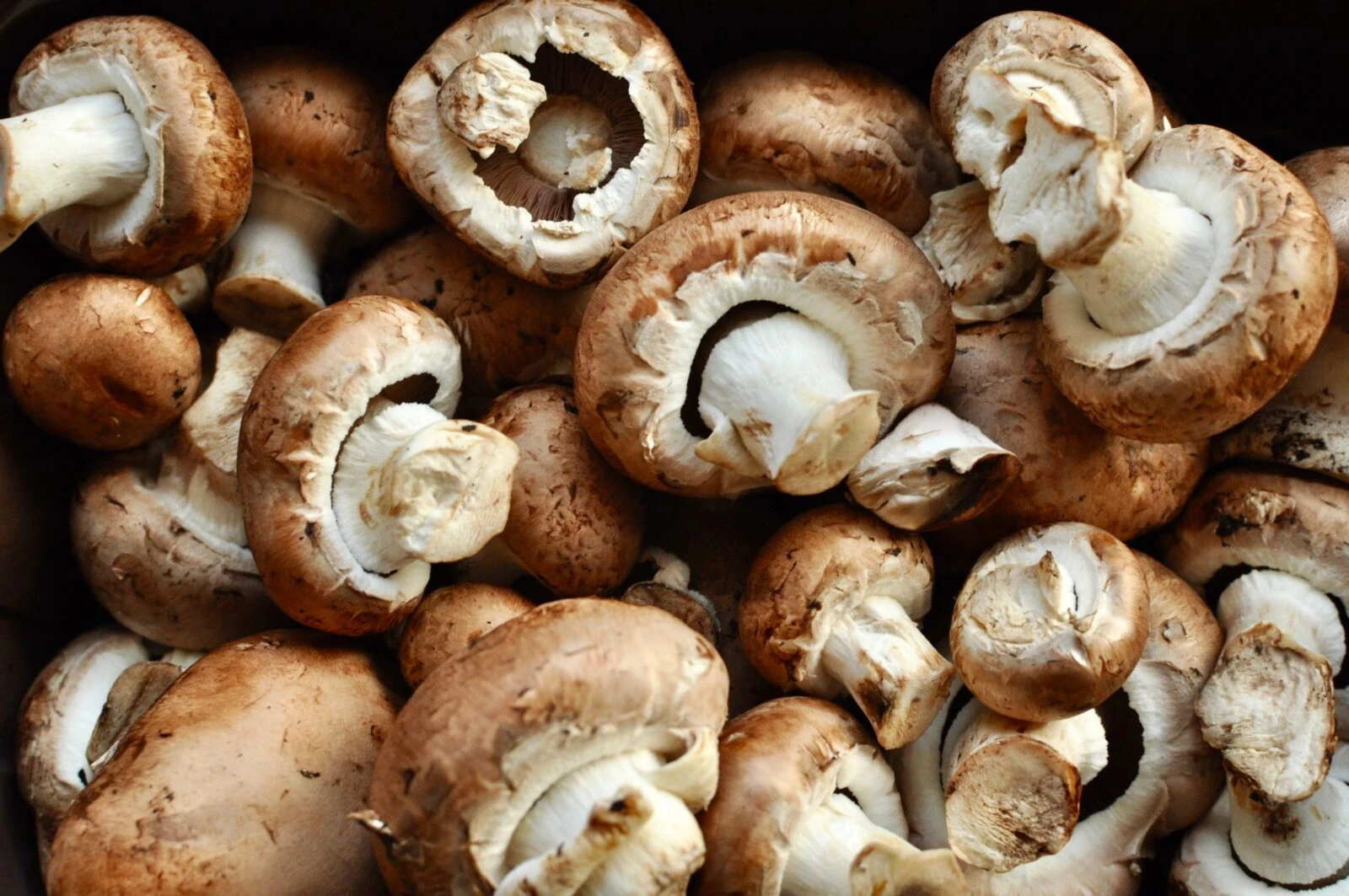 8 delicious and nutritious edible mushrooms found in Türkiye