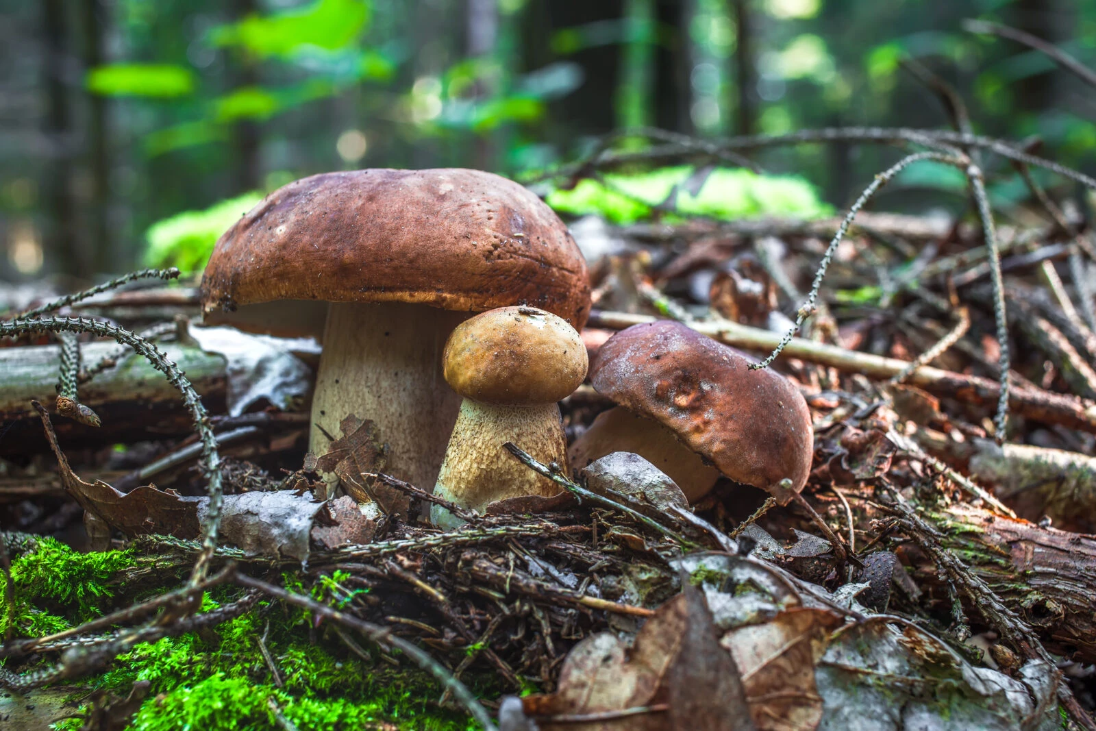 8 delicious and nutritious edible mushrooms found in Türkiye