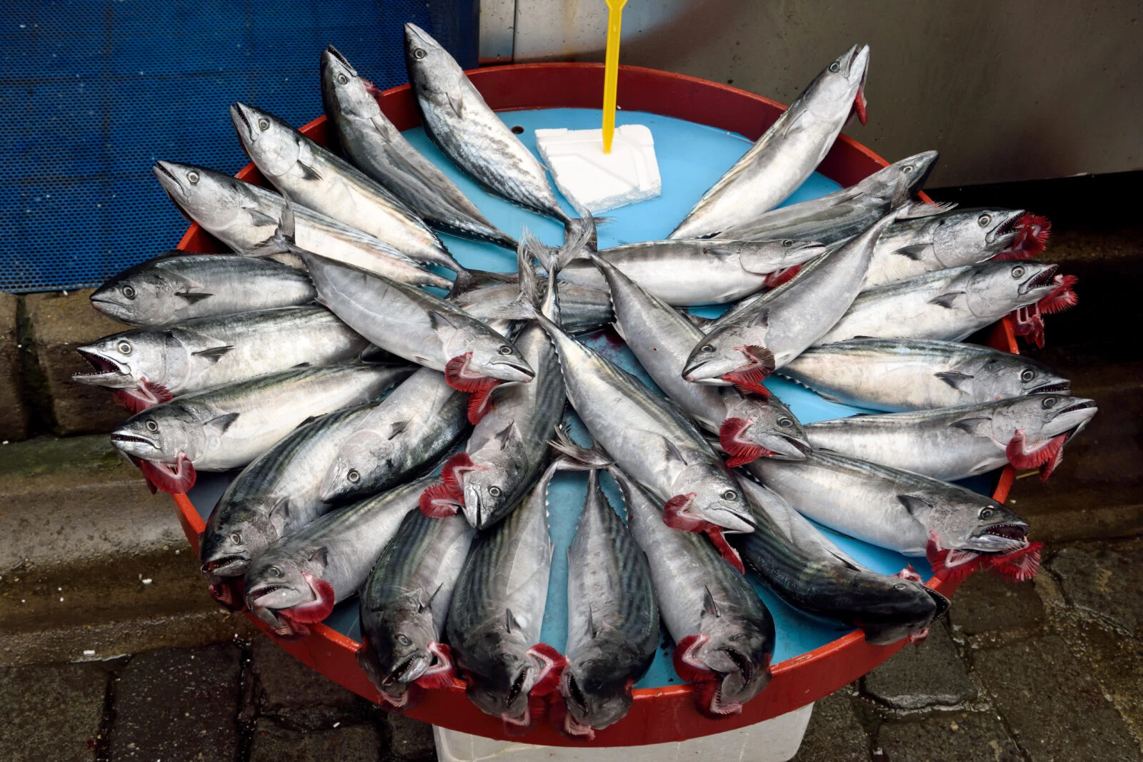 Market stall displaying Atlantic bonito (Sarda sarda) fish in Türkiye.