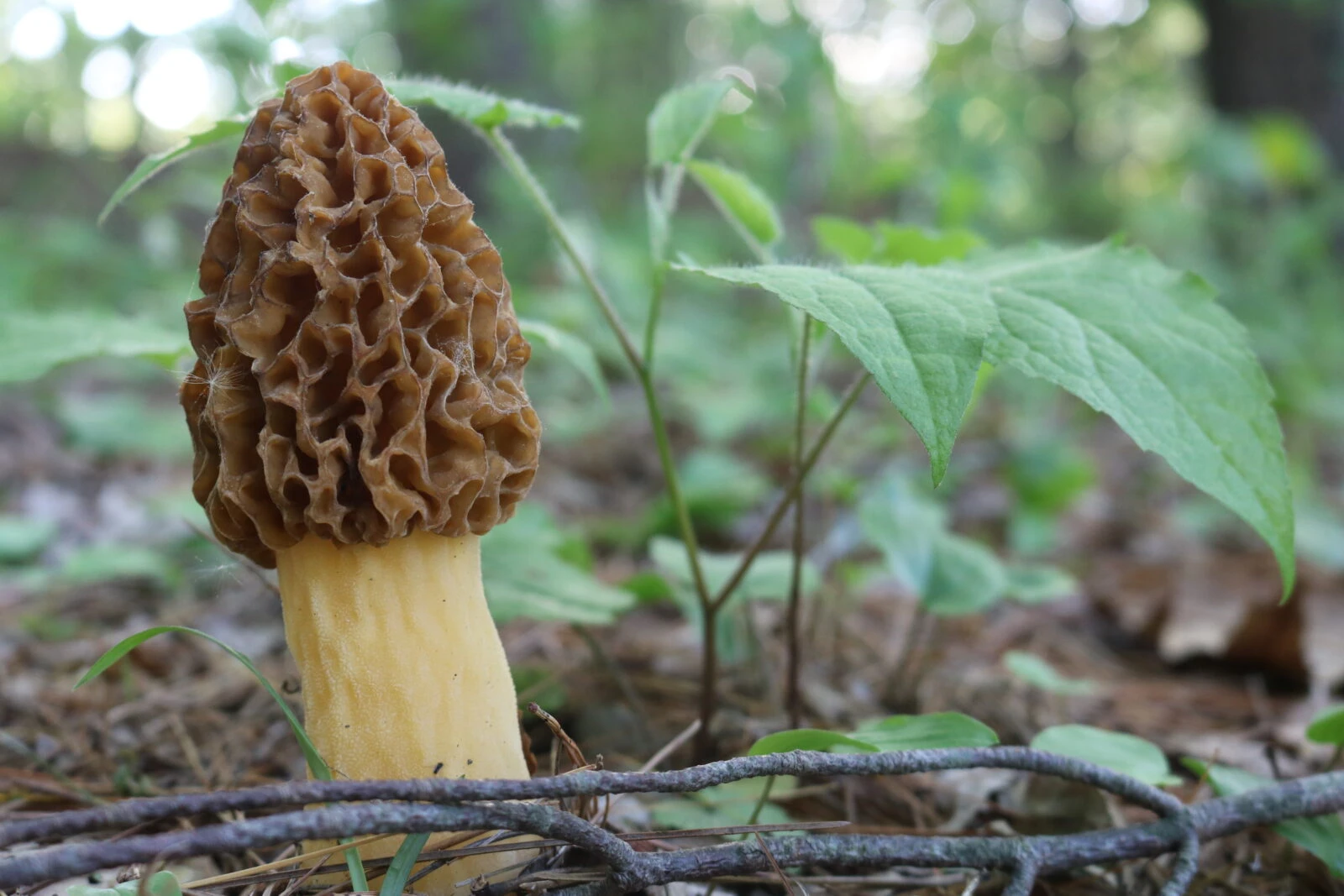 8 delicious and nutritious edible mushrooms found in Türkiye