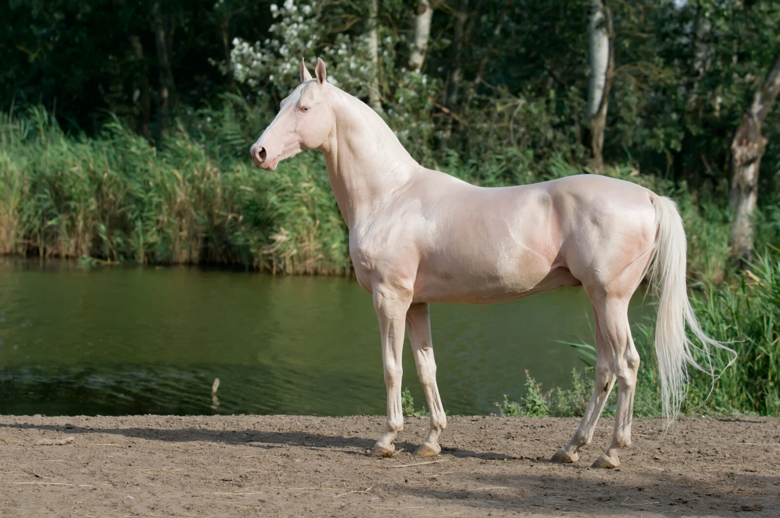 A majestic Cremello Akhal-Teke stallion standing in a sunlit field during summer, showcasing its shimmering coat and elegant features.