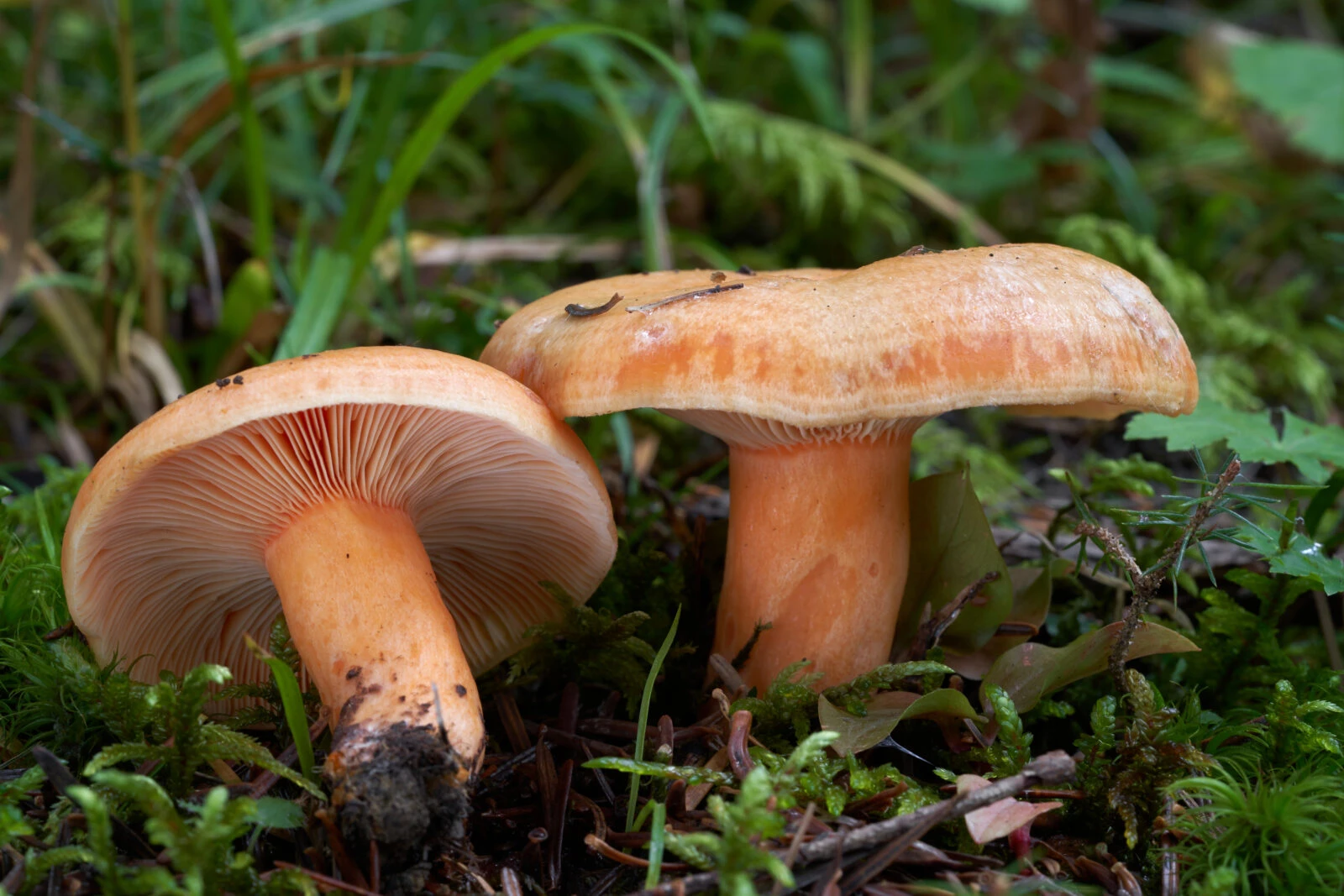 8 delicious and nutritious edible mushrooms found in Türkiye