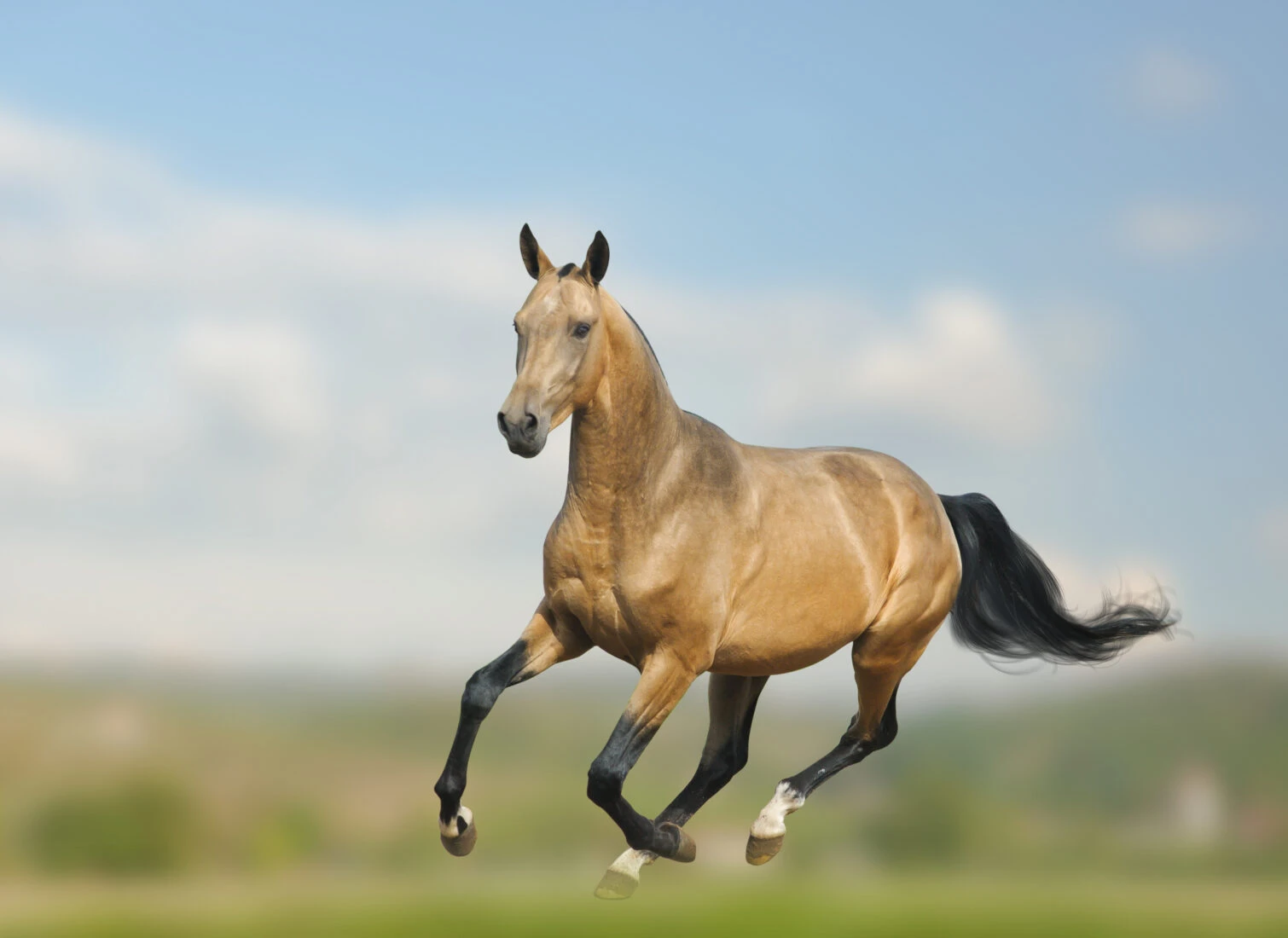 An Akhal-Teke stallion running at full gallop in the wild, displaying its muscular build and grace.