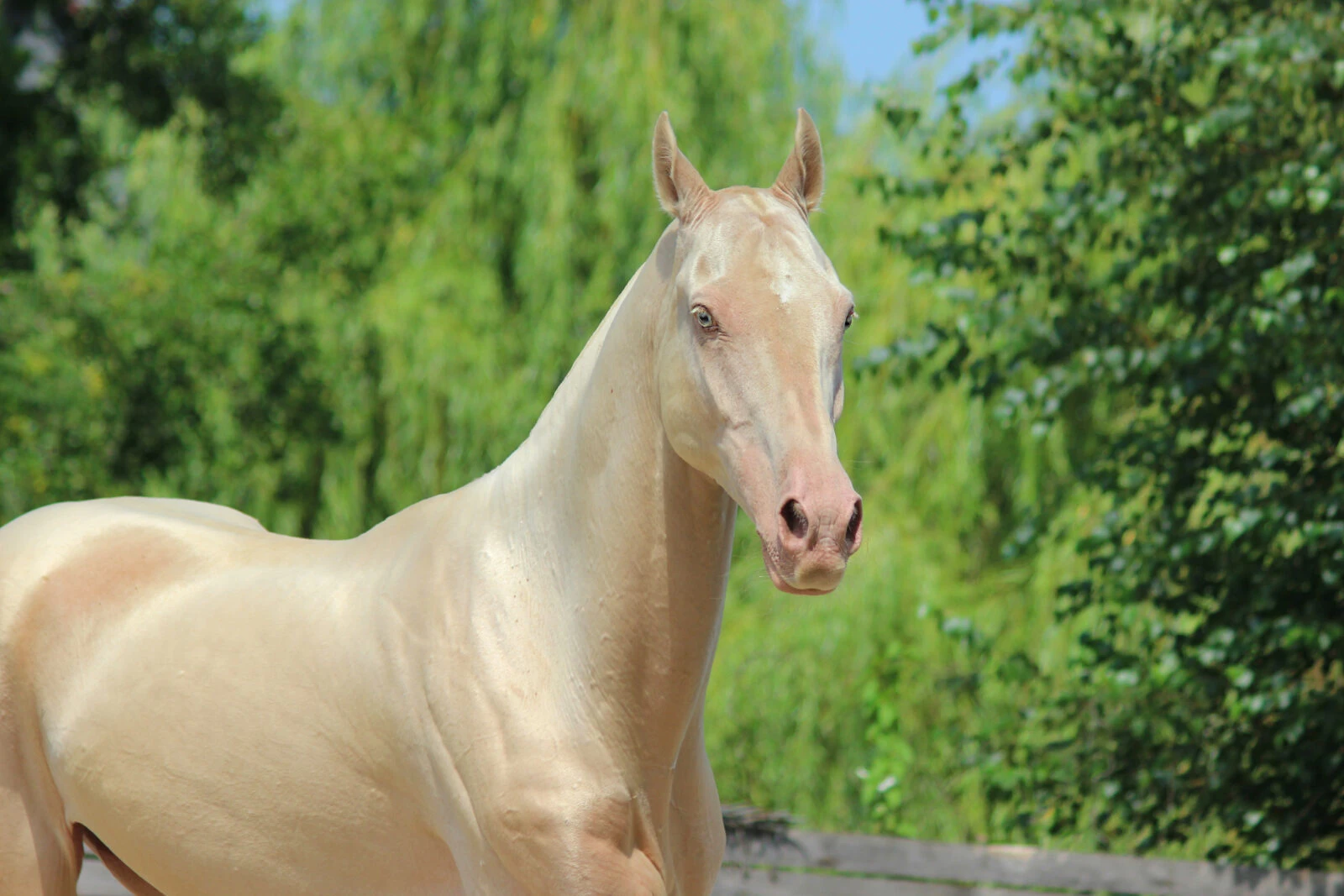 A stunning Akhal-Teke horse with a shimmering metallic coat, standing gracefully and showcasing its unique beauty.