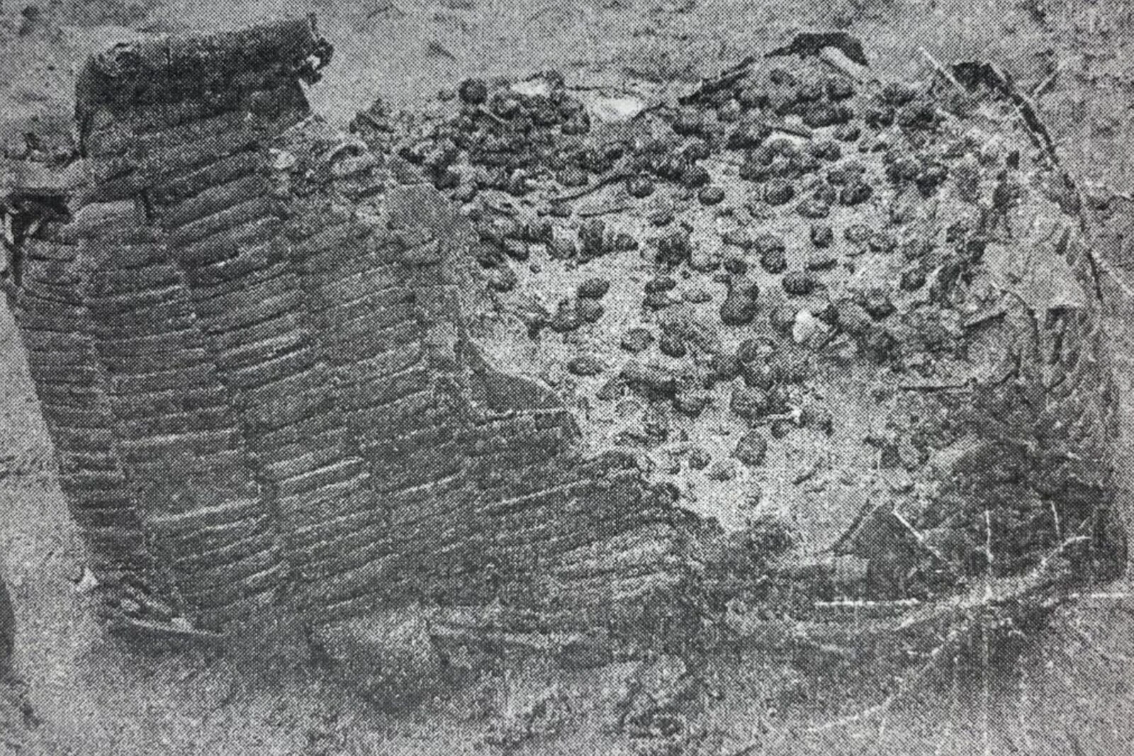 Cherry seeds found in a basket in one of the ships uncovered during the Yenikapı archaeological excavations.