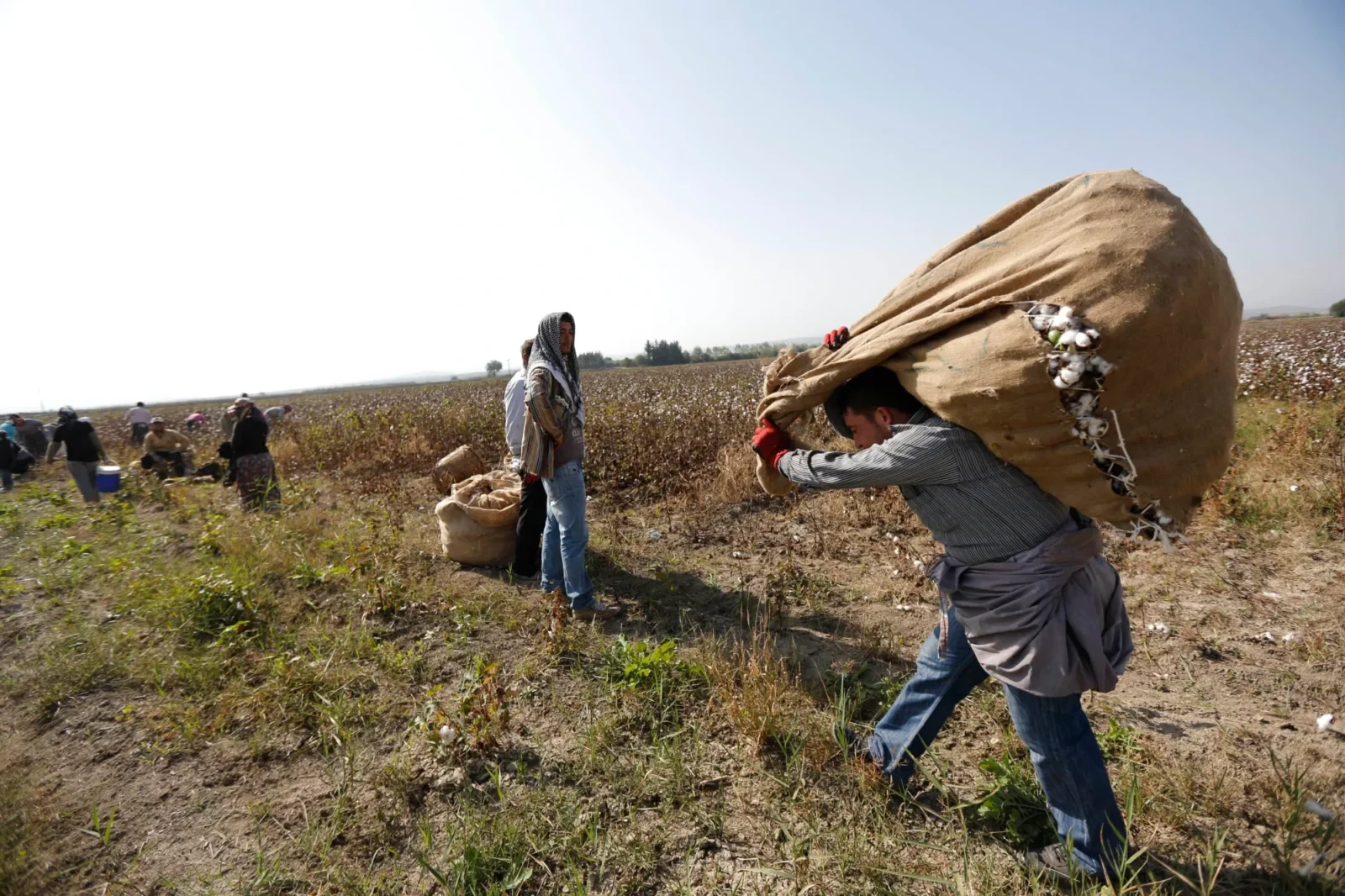 A Turkish villager and Syrian refugee workers carry a sack of cotton in a field near Reyhanli, Hatay province, Türkiye, November 4, 2012.