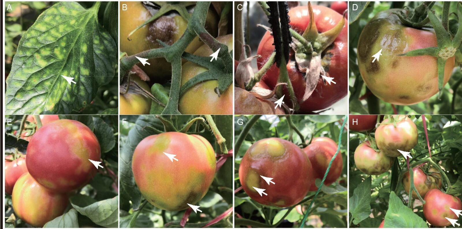 Image showing various symptoms of Tomato Mottle Mosaic Virus (ToMMV) on tomato plants, including leaf mottling, necrosis on peduncles and calyxes, and damage to ripe fruits.