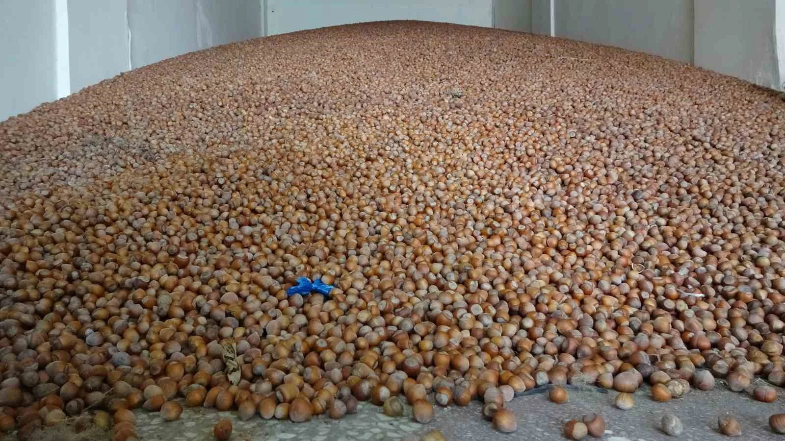 a large pile of hazelnuts stored in a drying facility