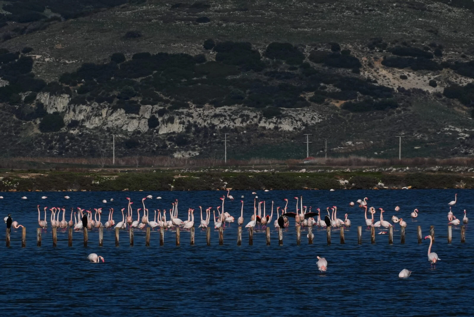 Flamingos feeding in the Gediz Delta, a protected wetland in Izmir, Turkiye, under threat from climate change, drought, and pollution.