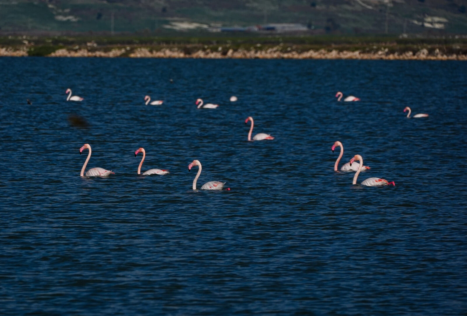 Flamingos feeding in the Gediz Delta, a protected wetland in Izmir, Turkiye, under threat from climate change, drought, and pollution.