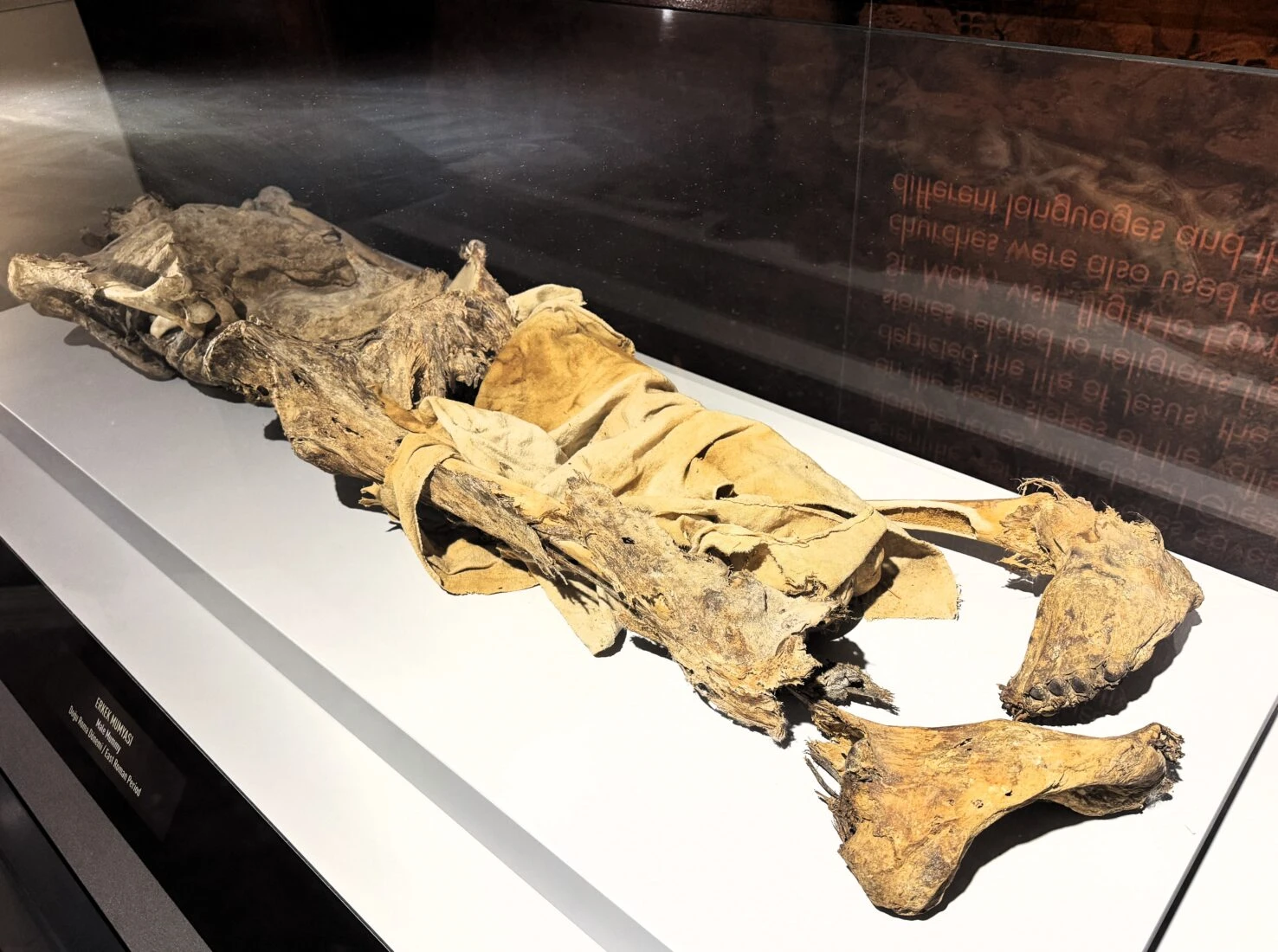 Adult mummy displayed from Aksaray excavations.