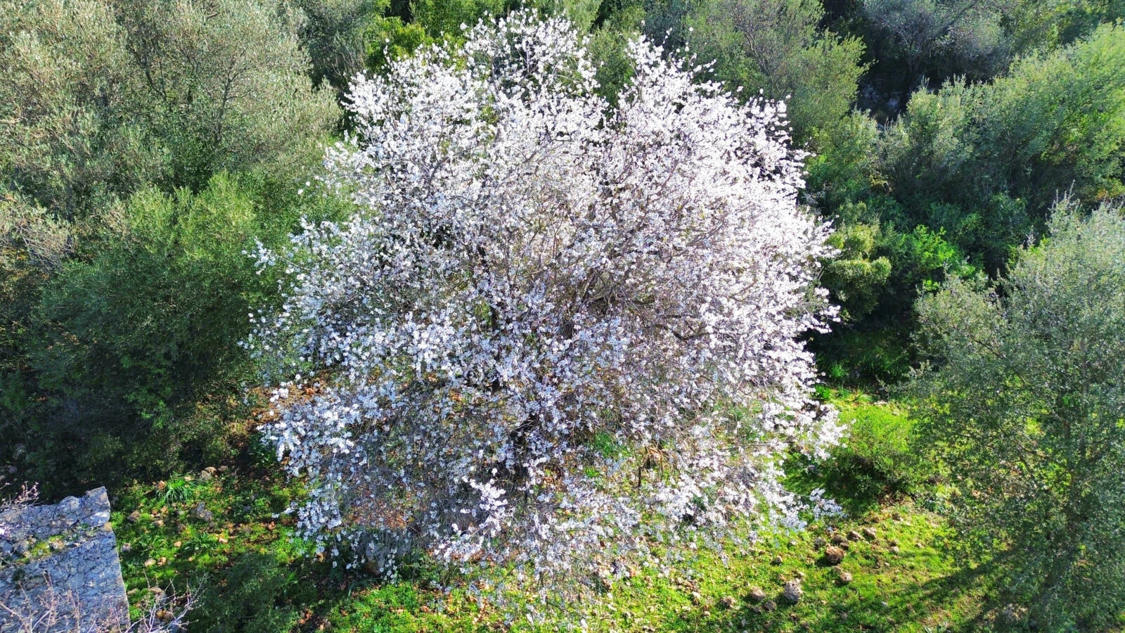 A large almond tree covered in white blossoms stands out amid green foliage in Antalya's Kas district, signaling an early arrival of spring.