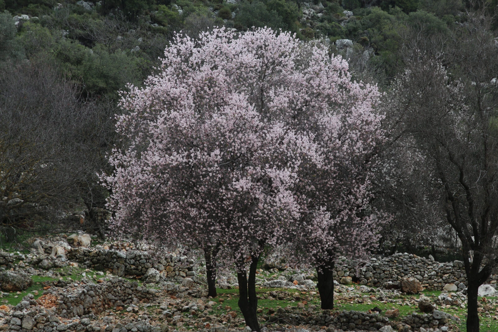 A fully bloomed almond tree with delicate pink flowers stands against a rugged, rocky terrain in Antalya's Kas district.