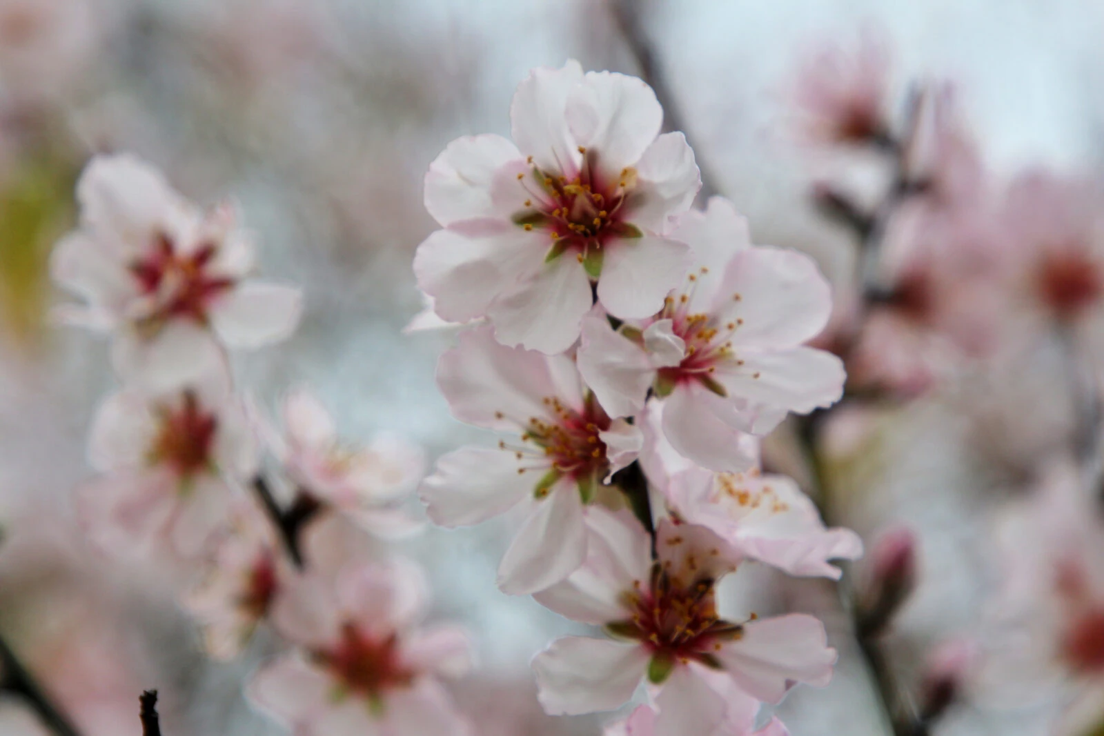 Turkish folklore, A detailed close-up of almond tree flowers with soft pink petals and yellow centers, showcasing early spring's arrival.