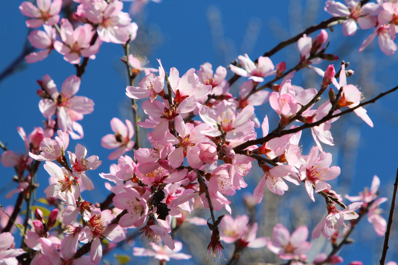 A branch of an almond tree covered in vibrant pink flowers reaches toward a clear blue sky in Antalya's Kas district.