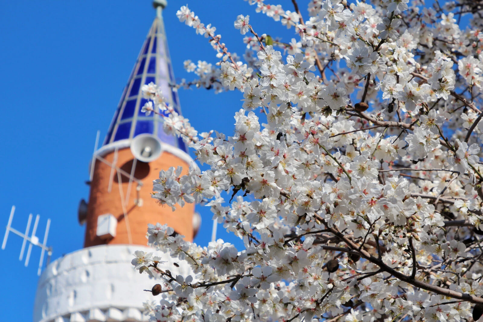 A blooming almond tree with white flowers stands in front of a mosque’s blue and orange minaret, contrasting nature and architecture.