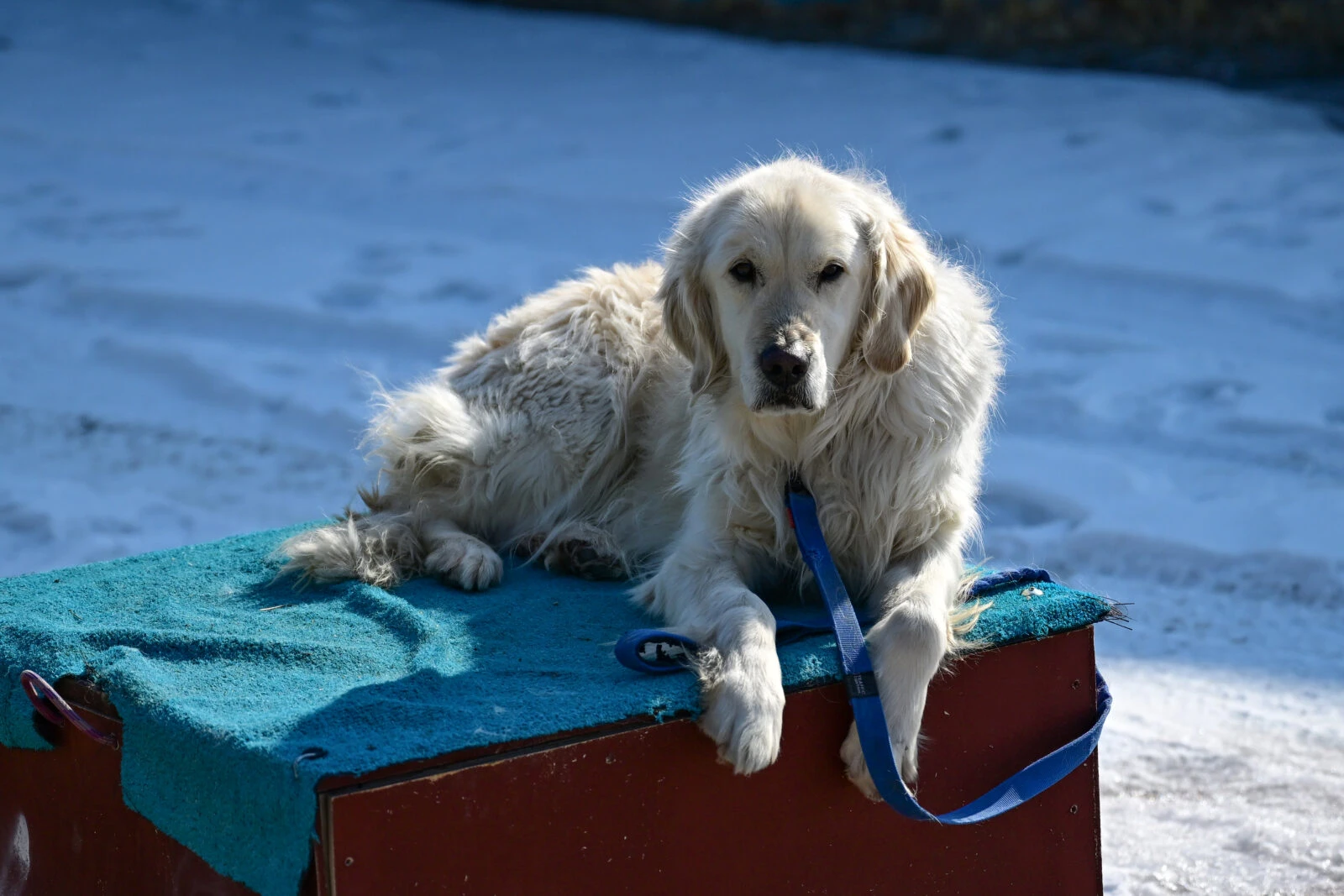 Photo shows “Poyraz”, the search and rescue dog.