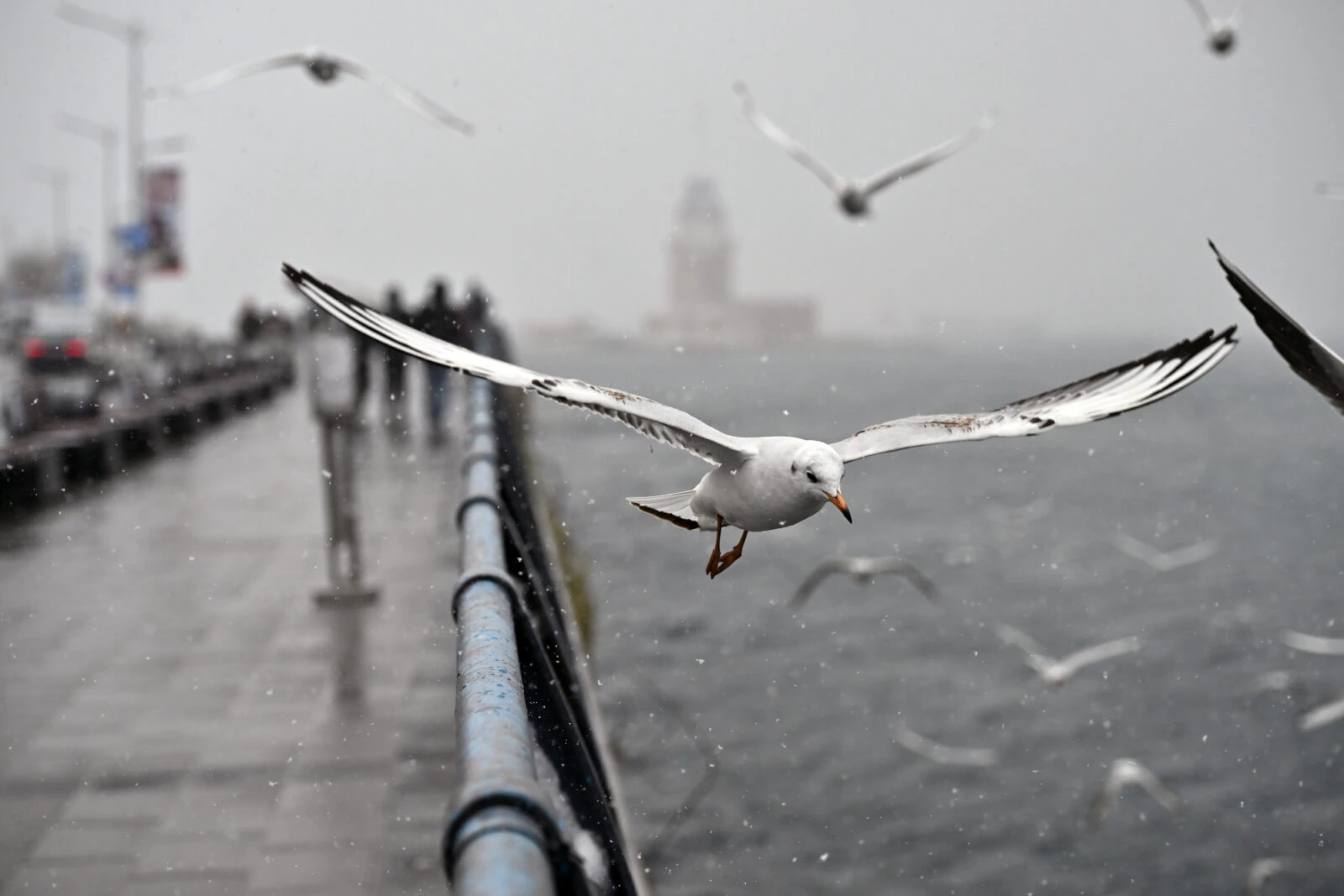 A seagull flies amidst the ongoing snowfall in Uskudar, Istanbul, as cold weather sweeps through the district.