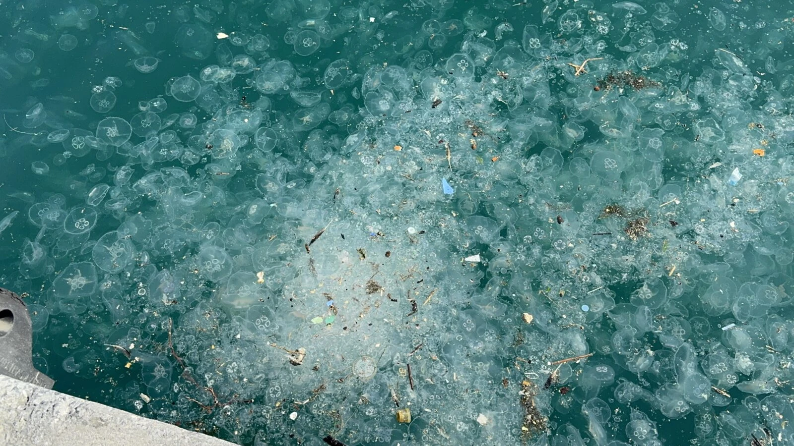 A large number of jellyfish floating on the surface of the Bosphorus in Sarıyer and Beşiktaş, Istanbul. (AA Photo)