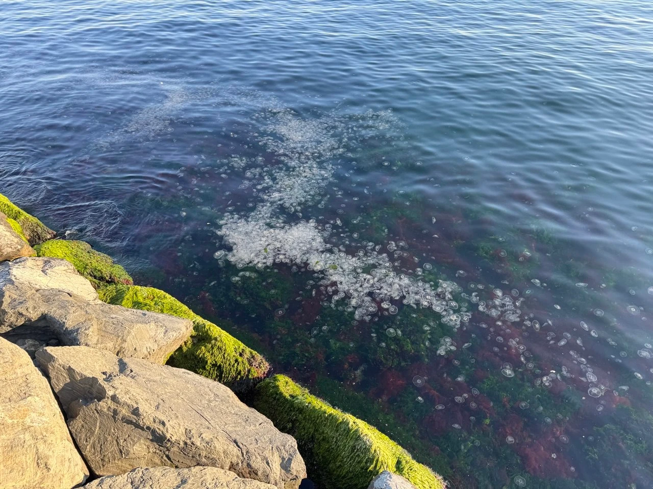 Jellyfish covering the surface of the water along the coast of Fatih and Zeytinburnu, Istanbul. (AA Photo)