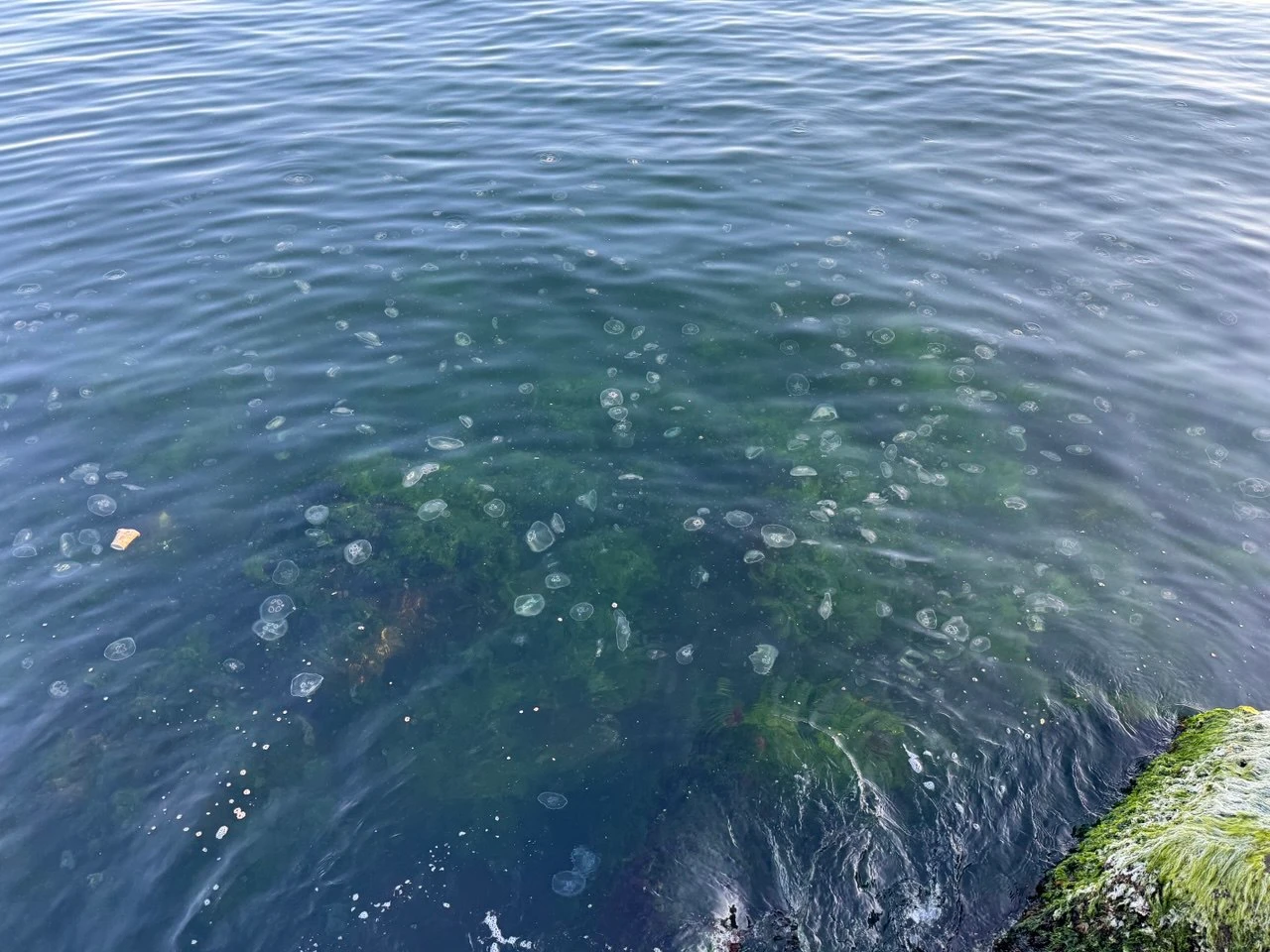 Jellyfish population surge in Marmara Sea highlights pollution, overfishing issues