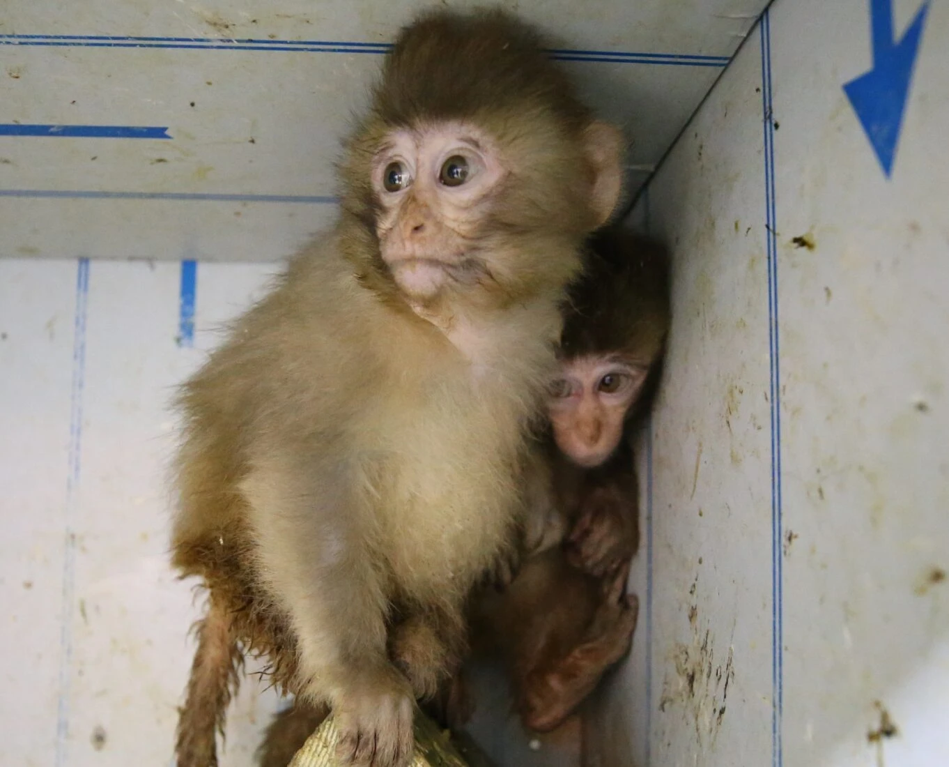 Baby monkeys rescued from smuggling attempt at Turkish border