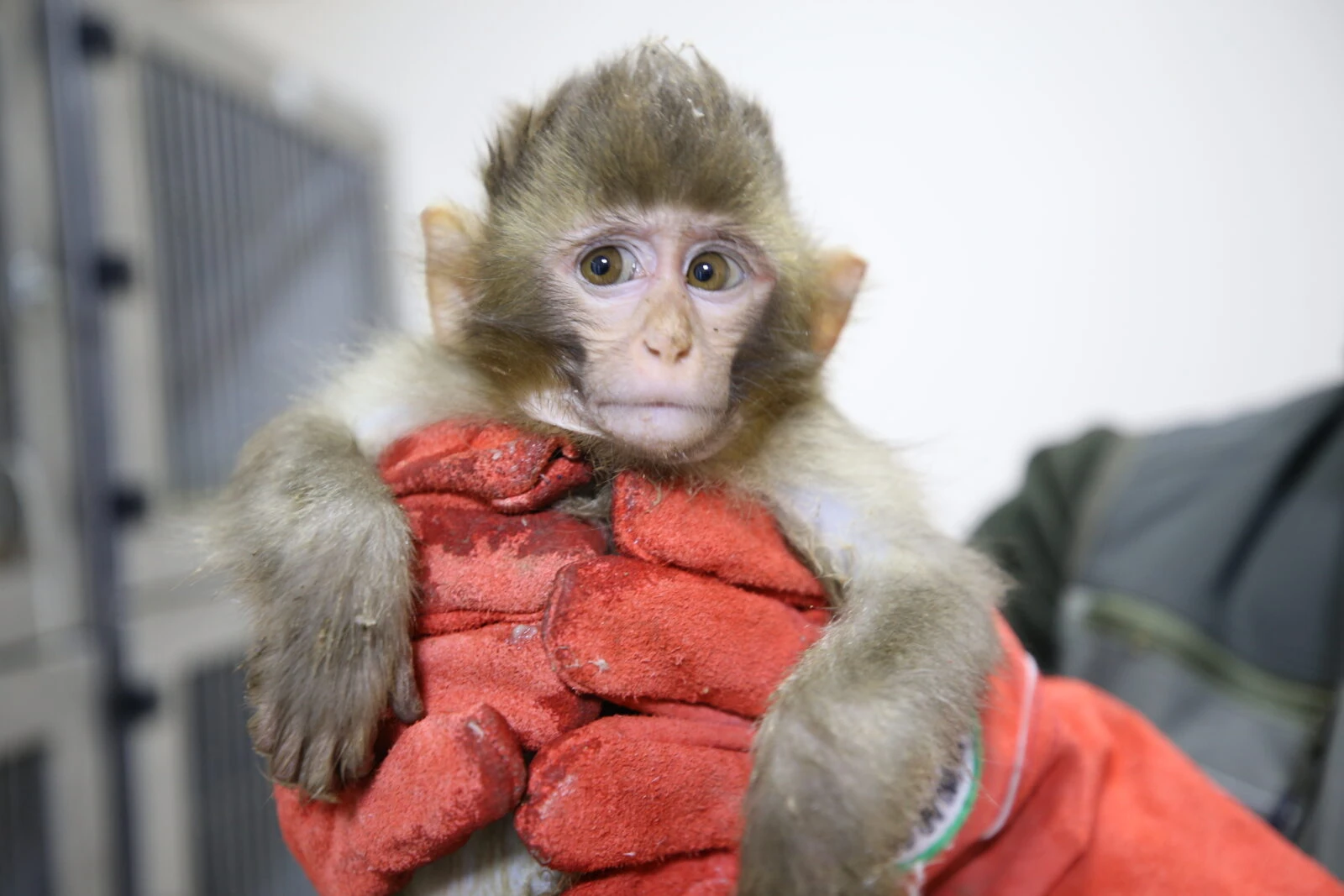 Baby monkeys rescued from smuggling attempt at Turkish border