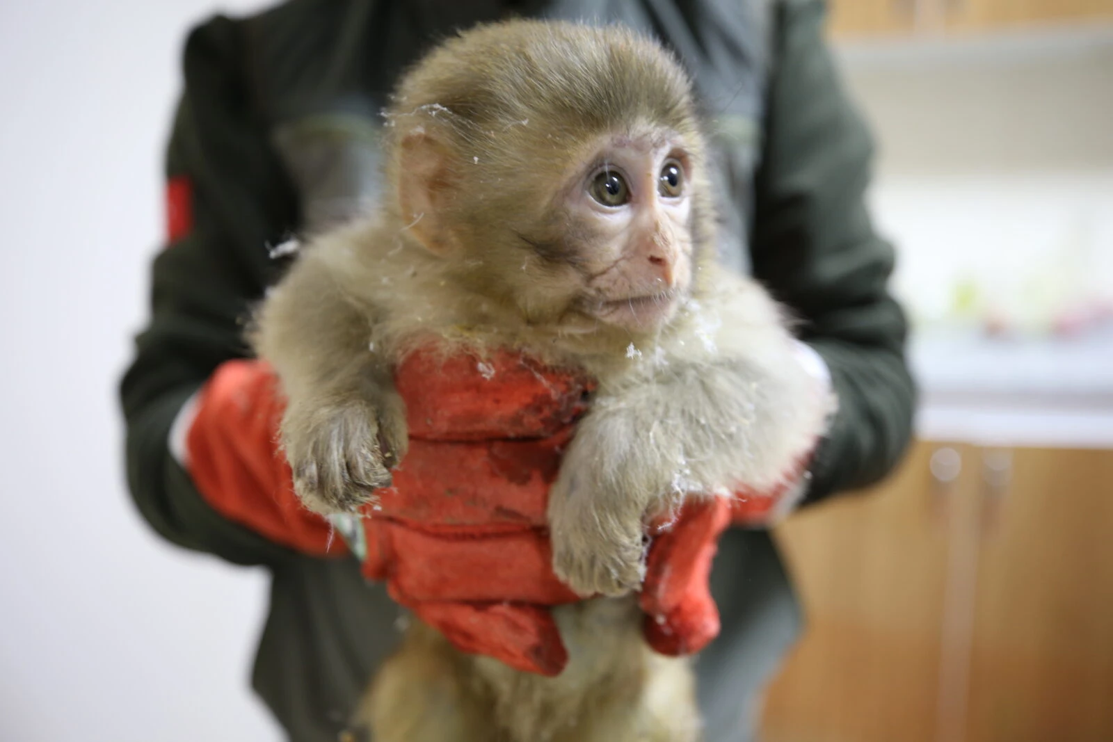 Baby monkeys rescued from smuggling attempt at Turkish border