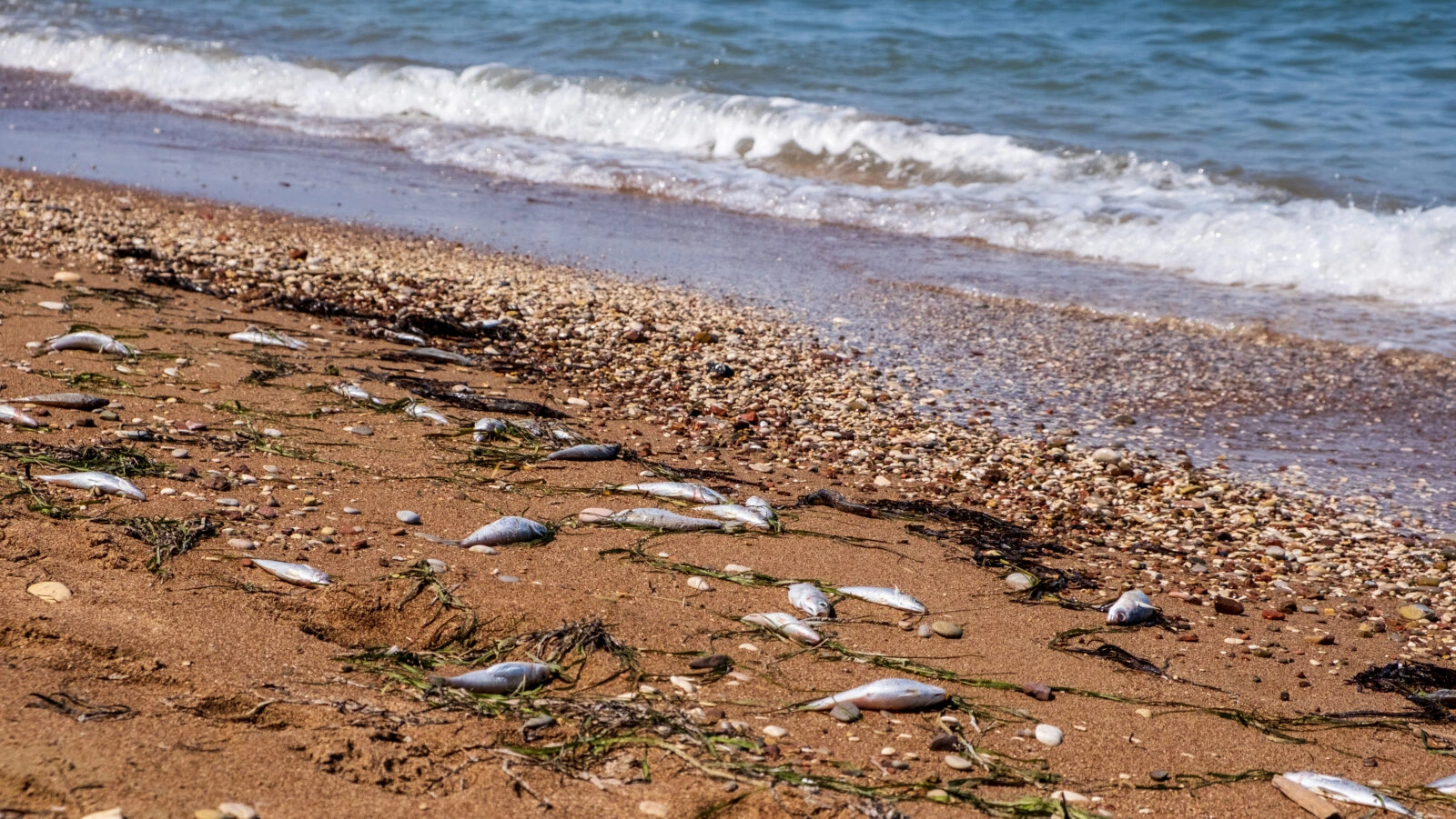 Dead fish scattered across the sand beach of the Aegean Sea, Greece.