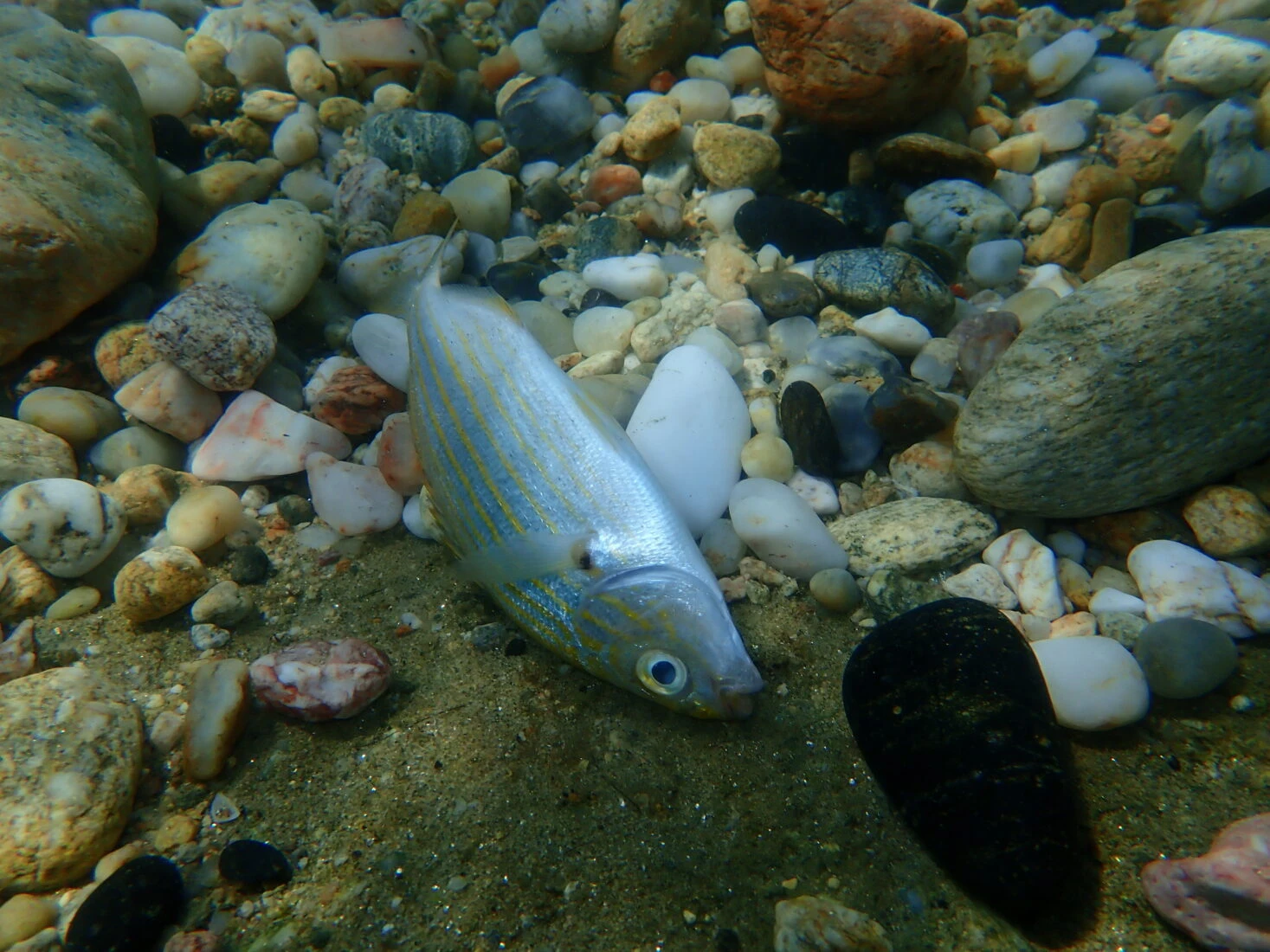 Dead salema or dreamfish (Sarpa salpa) underwater in the Aegean Sea, Greece.