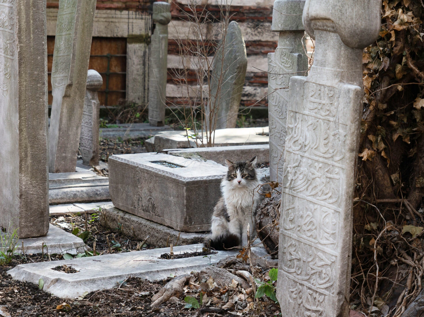 A cat perched on an Ottoman-era gravestone in a historic Istanbul cemetery. Istanbul’s cemeteries