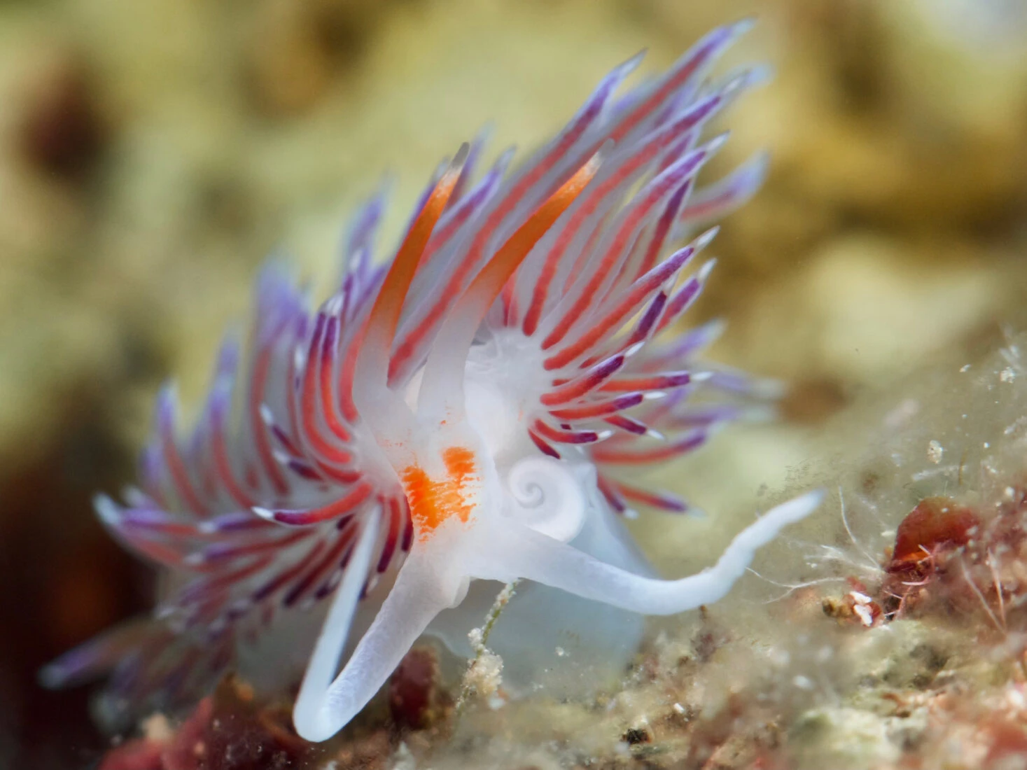 Close-up of Pilgrim hervia (Cratena peregrina) sea slug from Santorini, Greece.