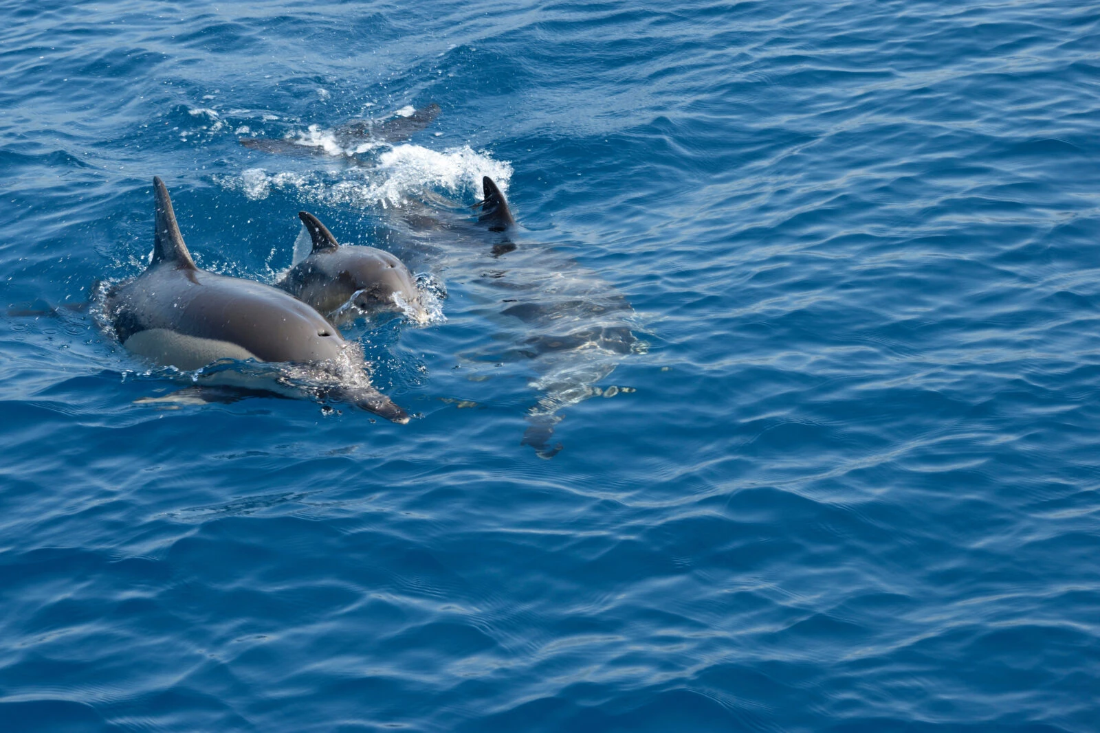 Baby common dolphin and mother surfacing to breathe in the Eastern Aegean Sea, off Samos, Greece. santorini