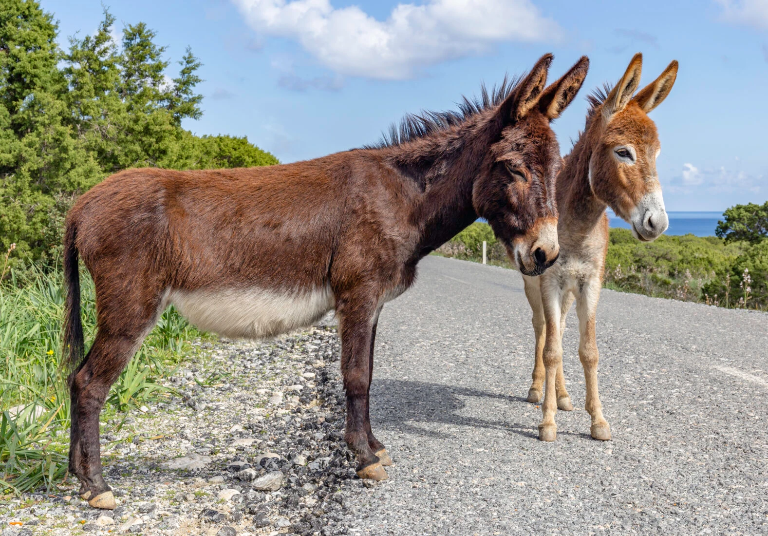 Two Cyprus donkeys standing in the Karpas Peninsula of Turkish Cyprus.