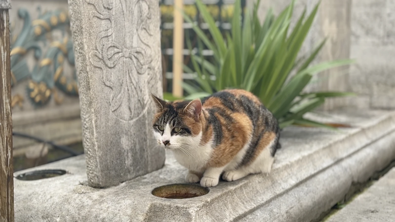 Istanbul's cemeteries - cat drinks water