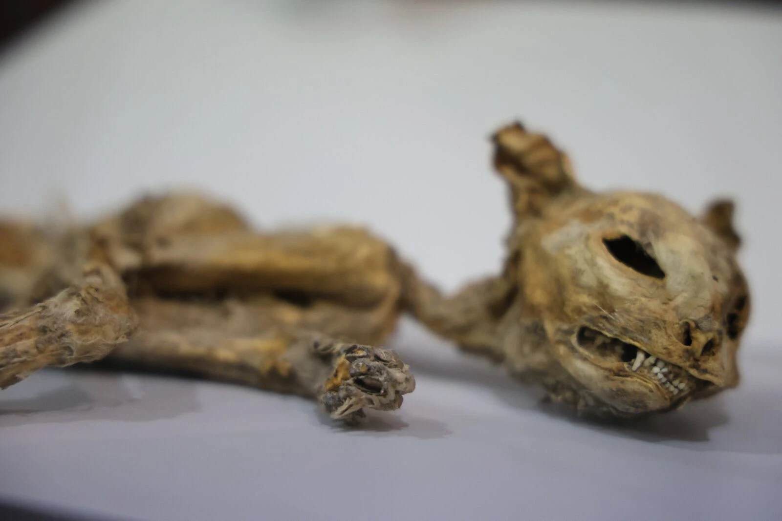 Cat mummy displayed from Aksaray excavations.