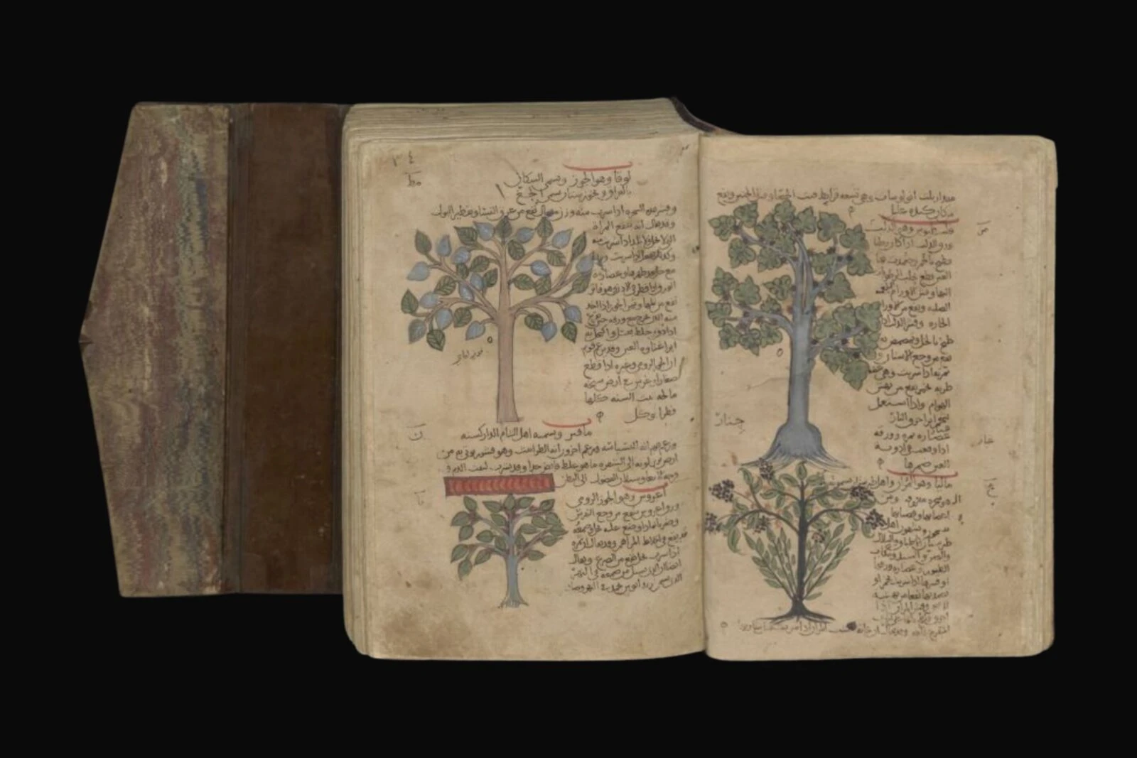 An illustration featuring a plane tree (Cınar) and manna ash from Kitab al-Hasha'ish by Dioscorides.